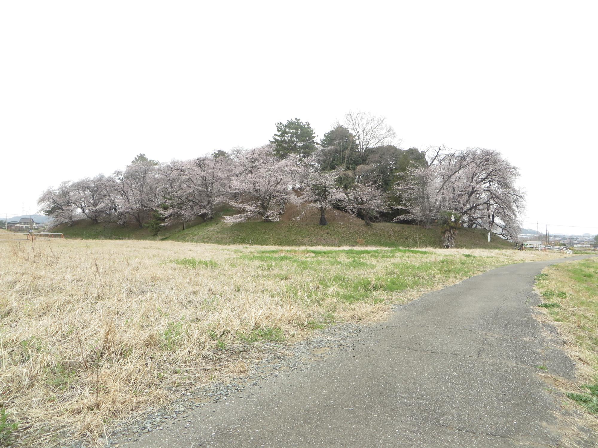 七輿山古墳の桜