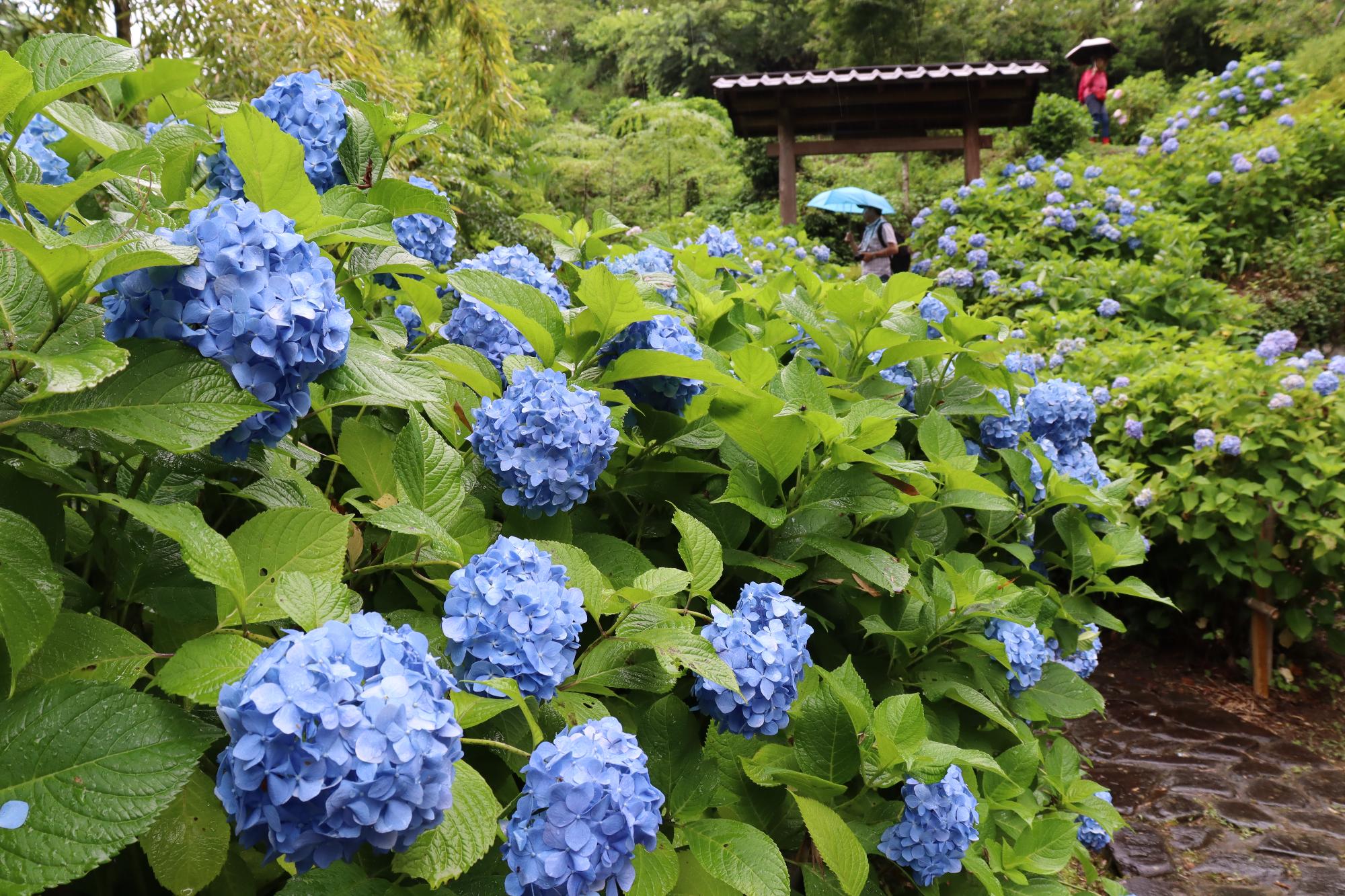 青色の花園