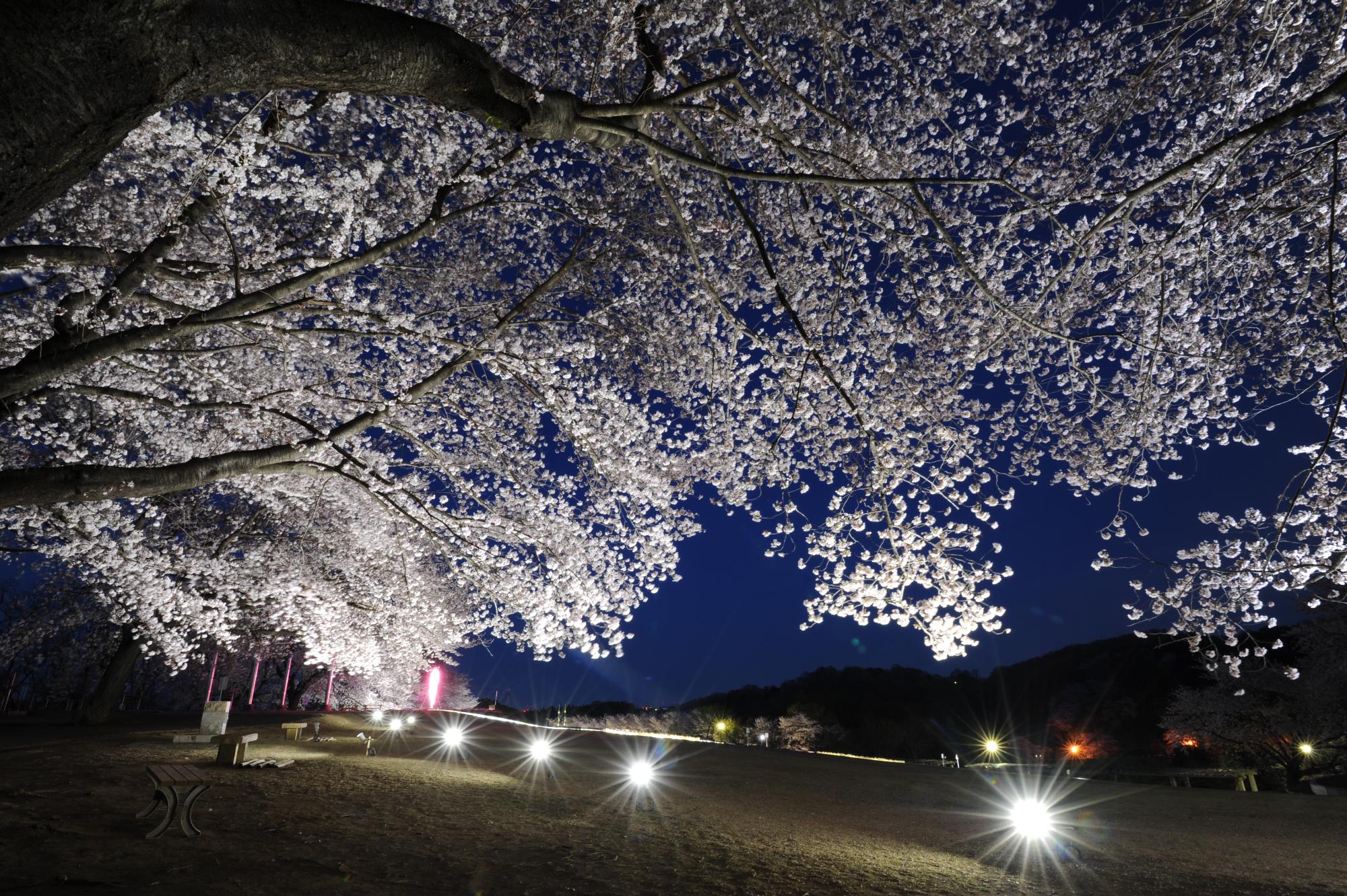 ふじの咲く丘の桜がライトアップされている写真