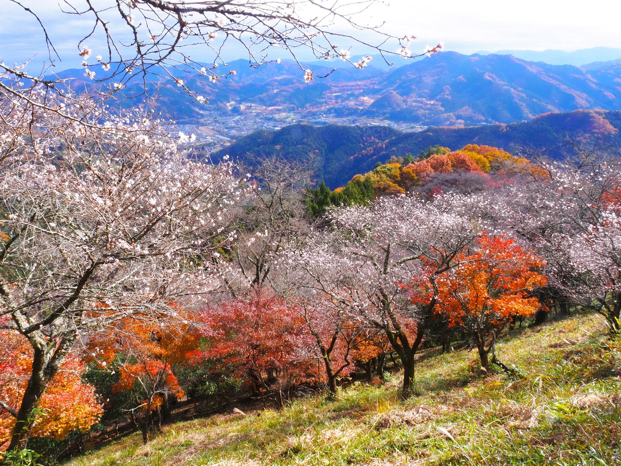 桜山公園の紅葉と冬桜がコラボレーションしている写真
