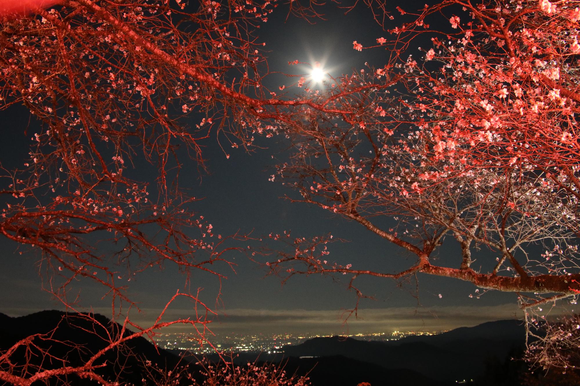桜山夜景