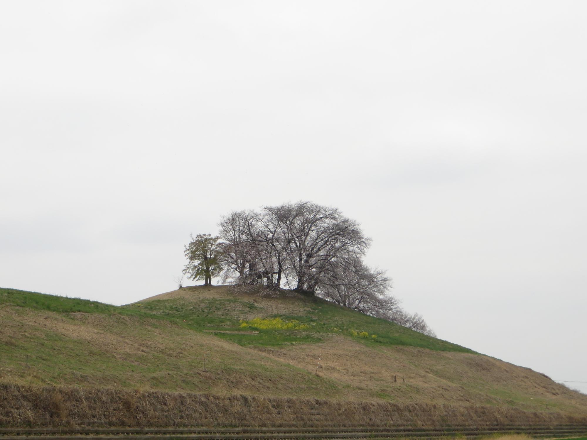 白石稲荷山古墳の桜
