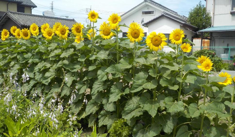 ひまわりの写真