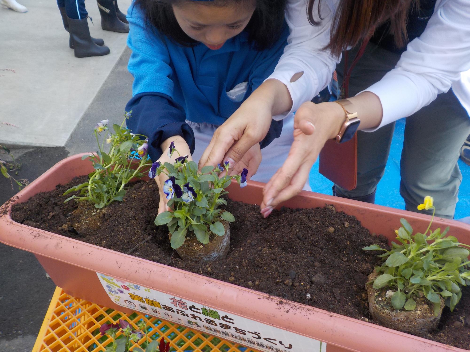 特別支援学校の生徒がプランターに花の苗を植えている画像