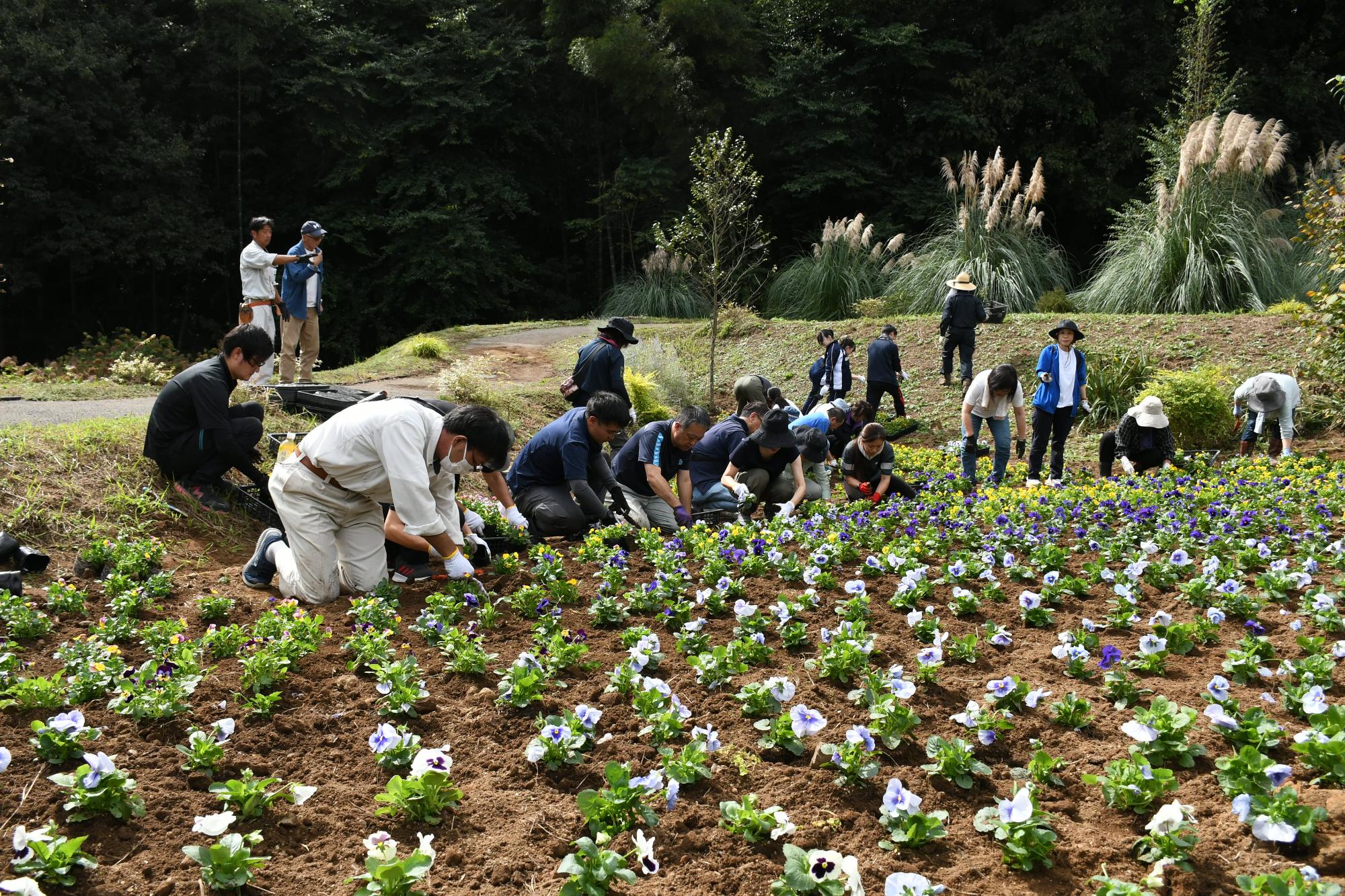市民大花壇での植化活動の様子2