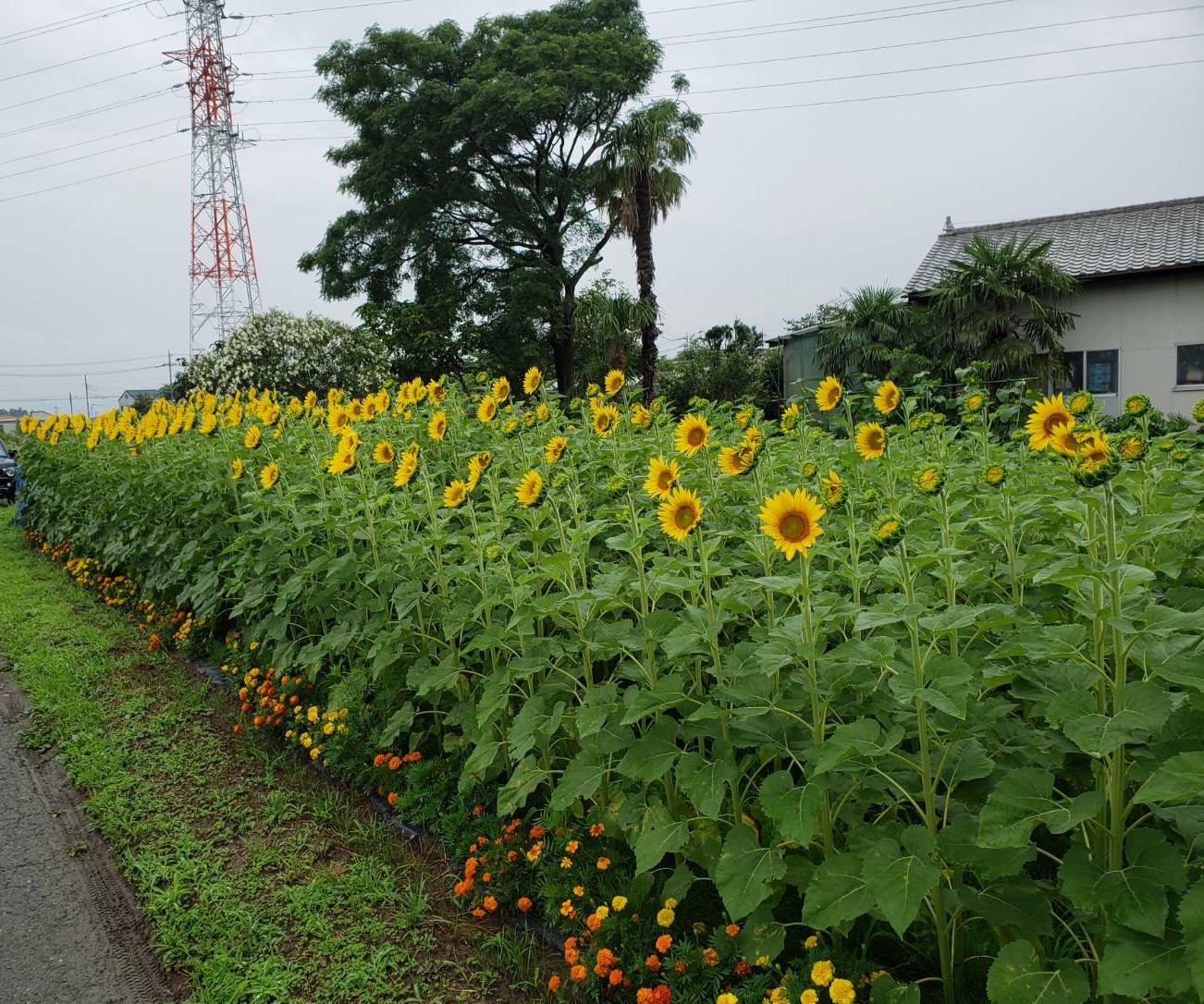 ひまわりの写真