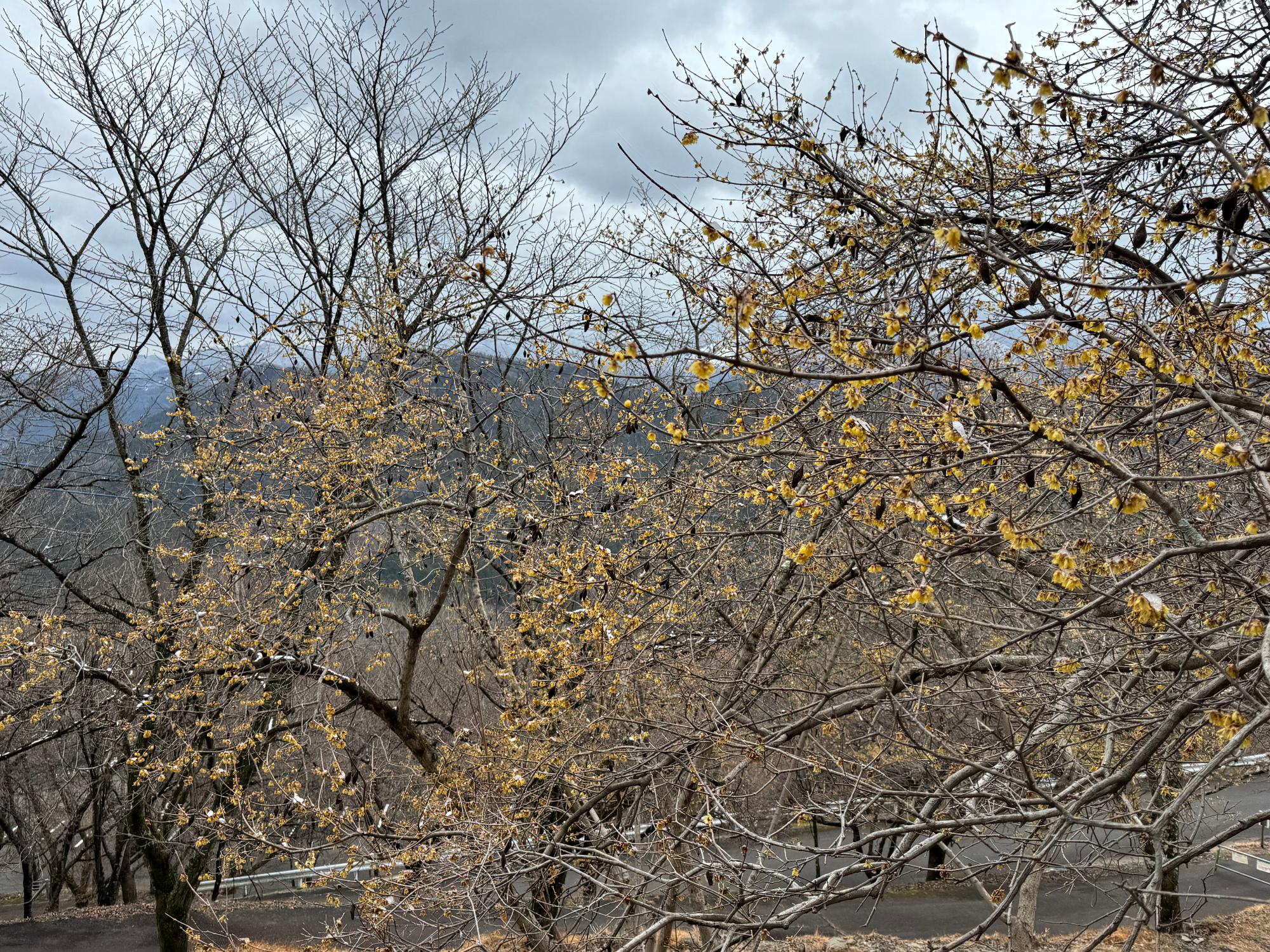 桜山公園ロウバイの写真