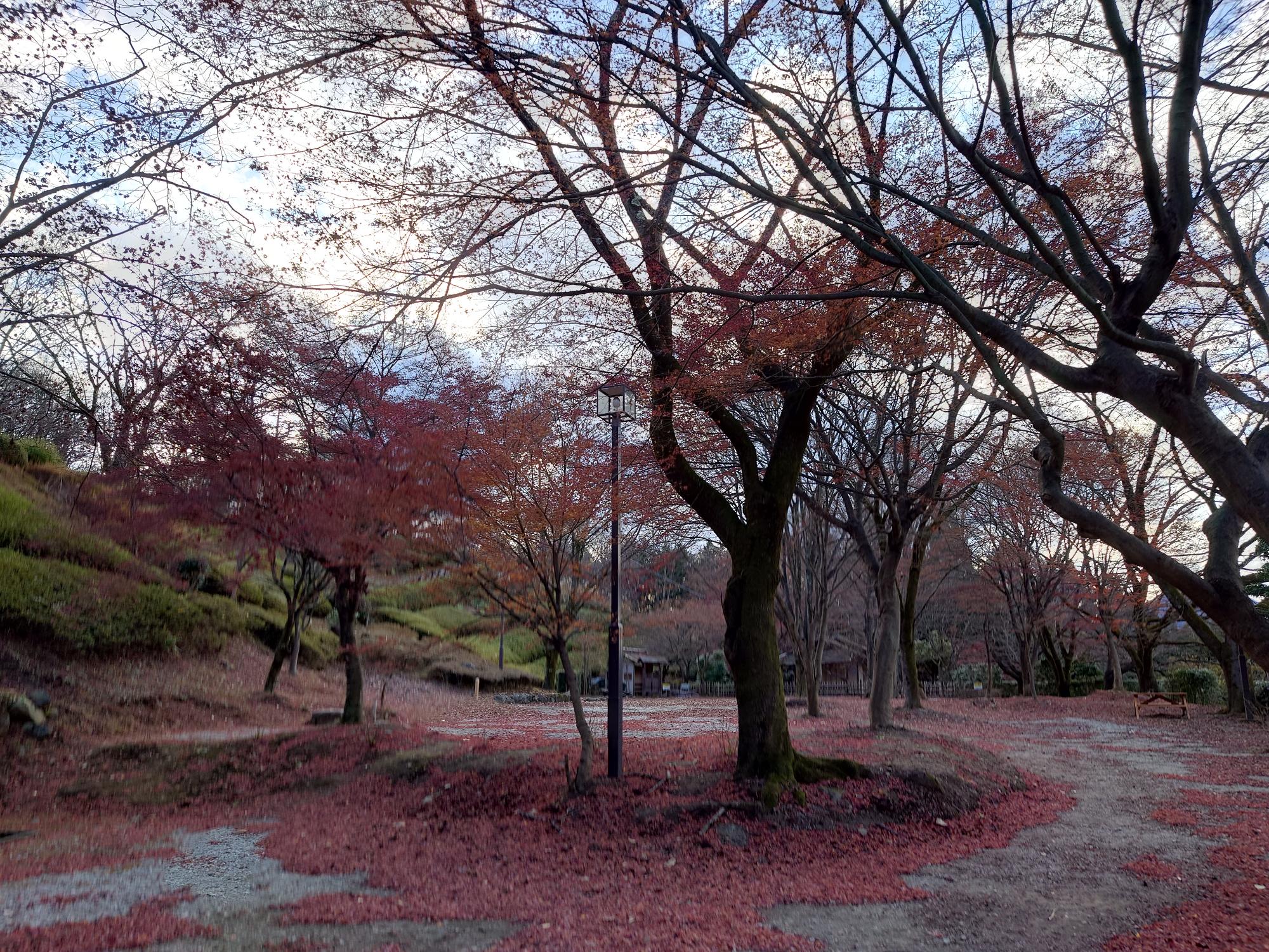 桜山公園の紅葉の写真