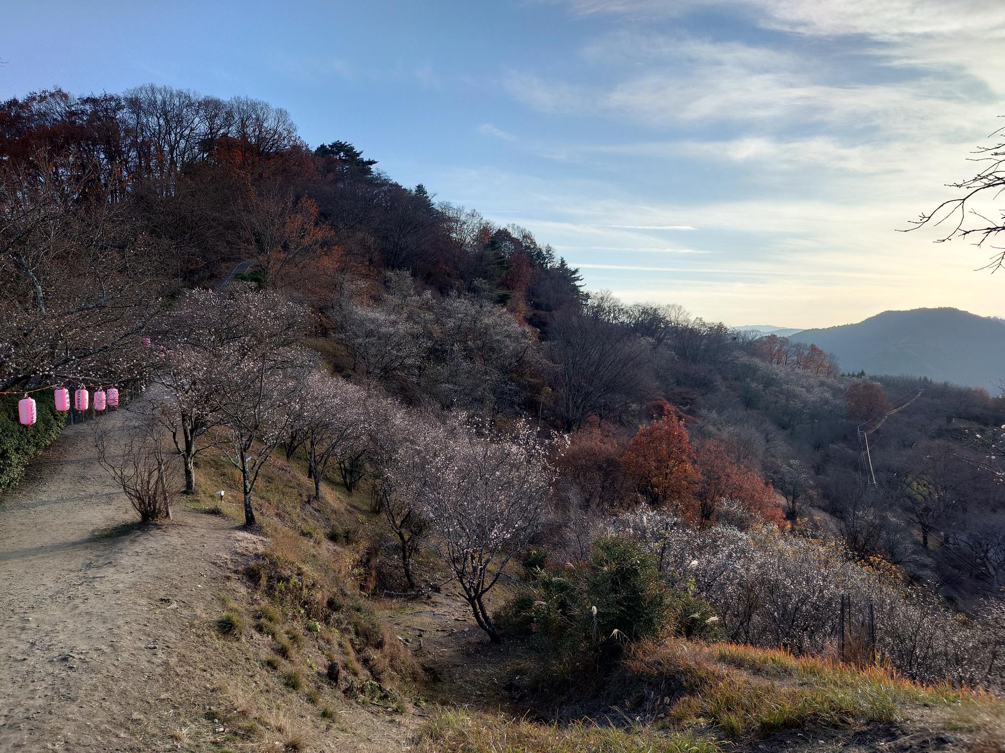 桜山公園の紅葉の写真