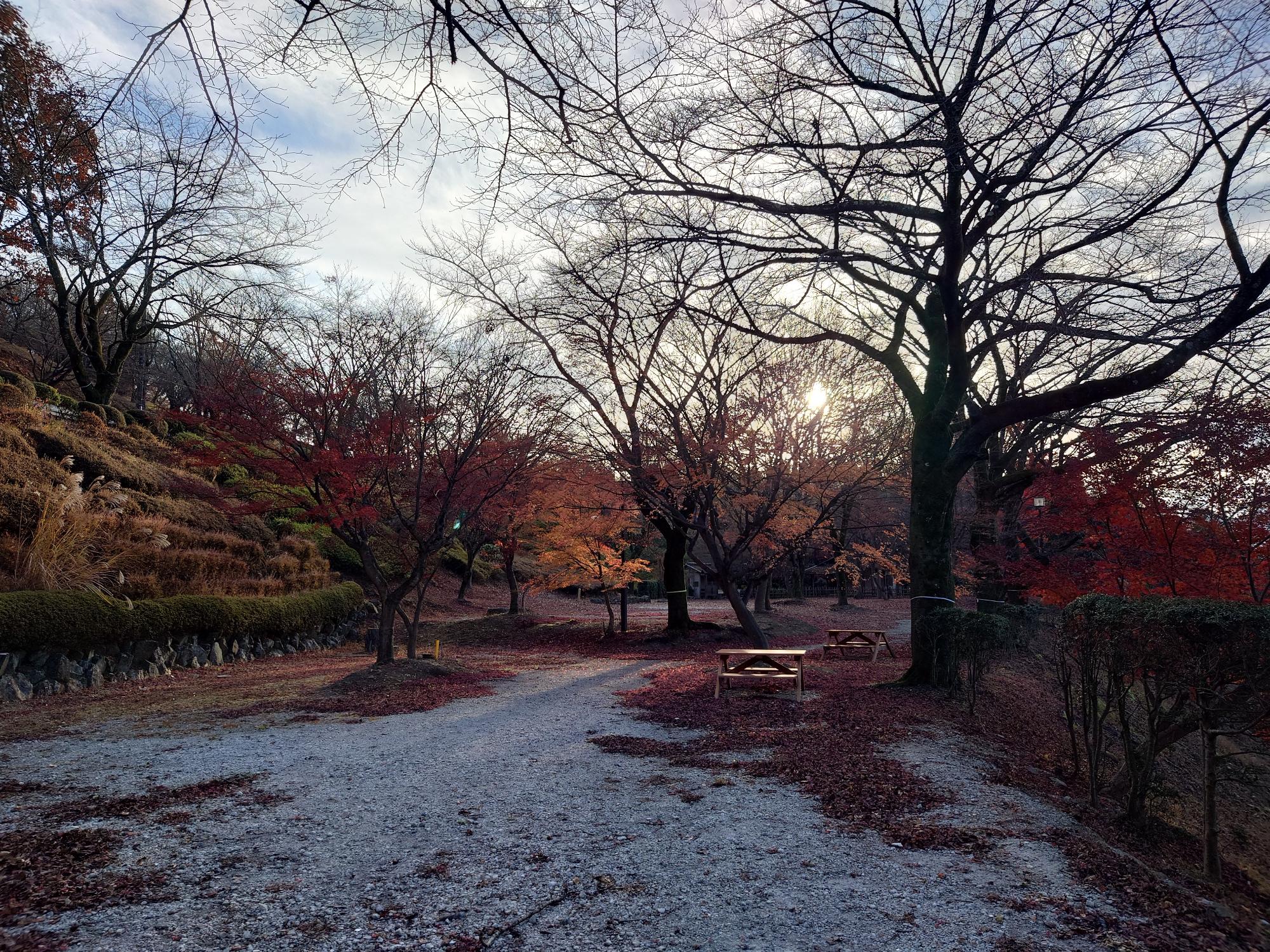 桜山公園の紅葉の写真