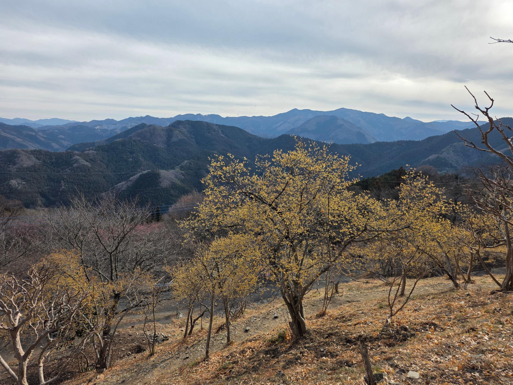 桜山公園ロウバイの写真