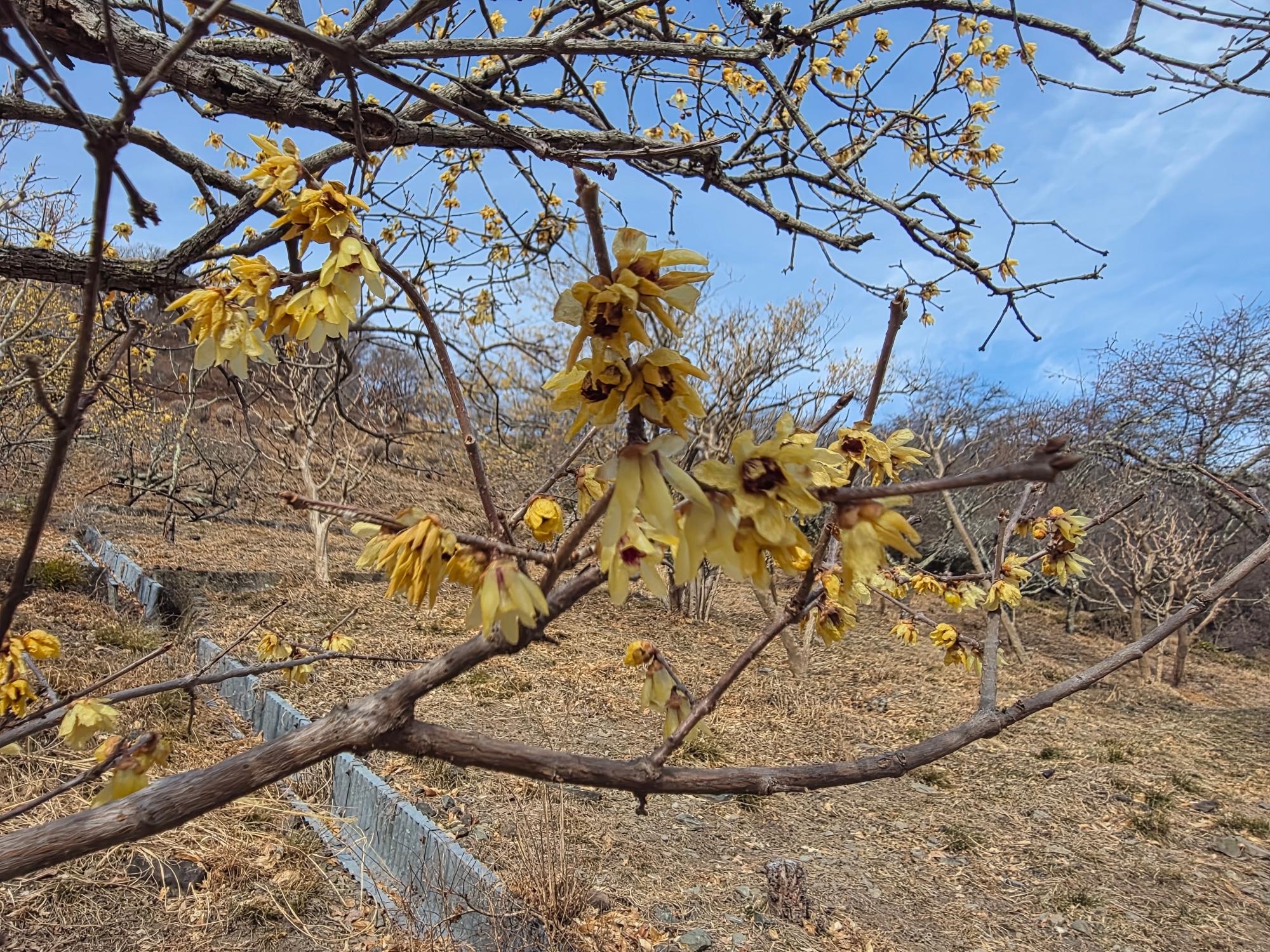 桜山公園ロウバイの写真