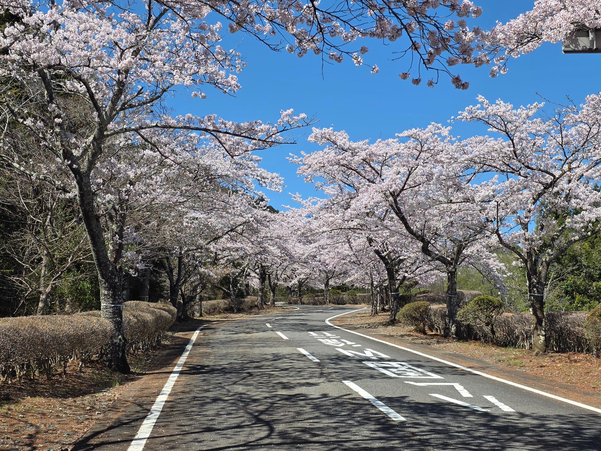 桜山公園の冬桜の様子