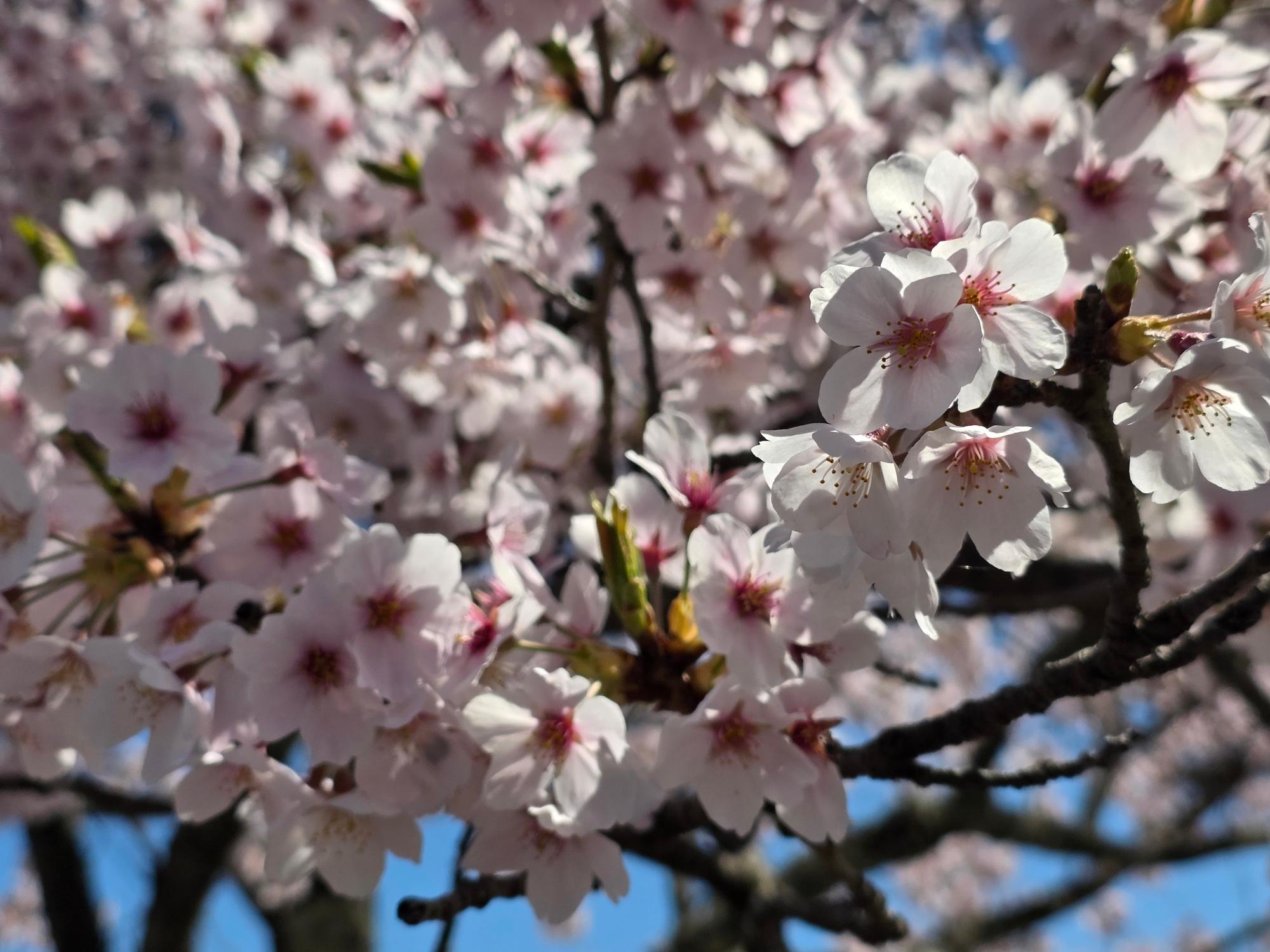 桜山公園の冬桜の様子