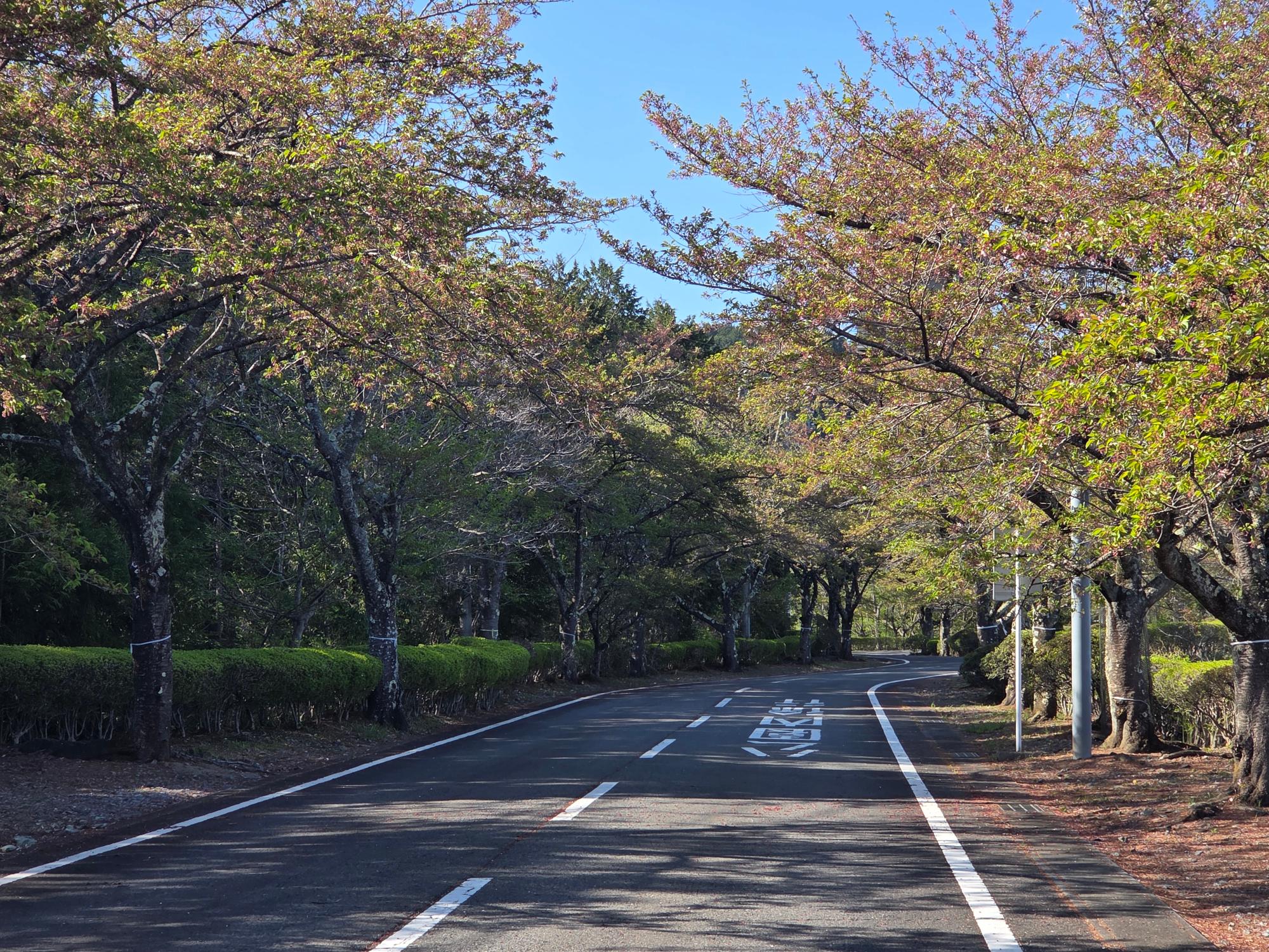 桜山公園のソメイヨシノ