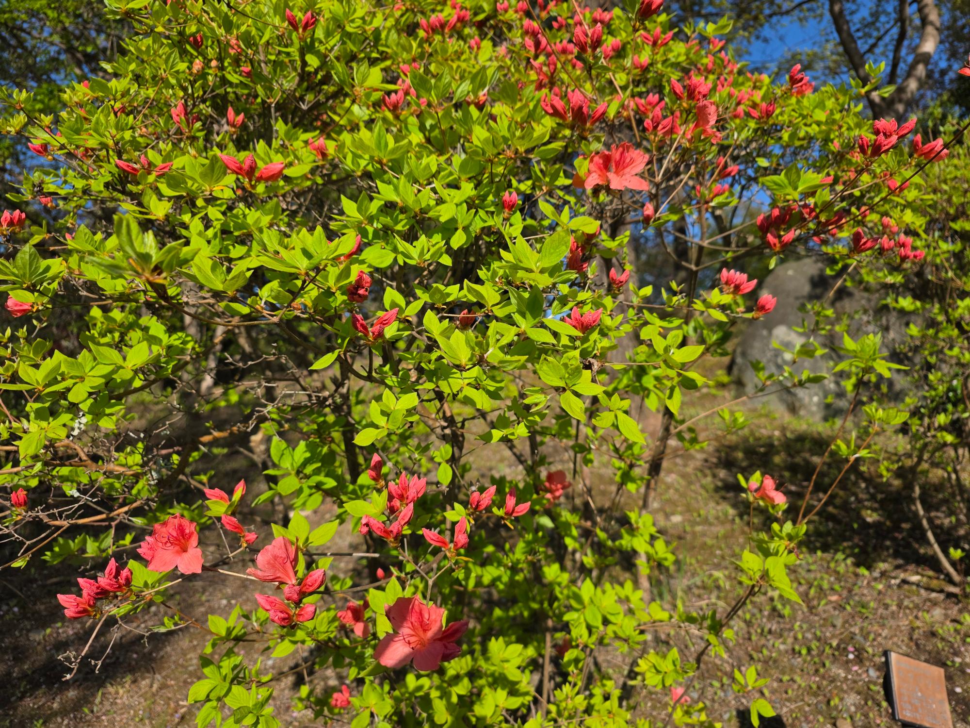 桜山公園のヤマツバキの写真