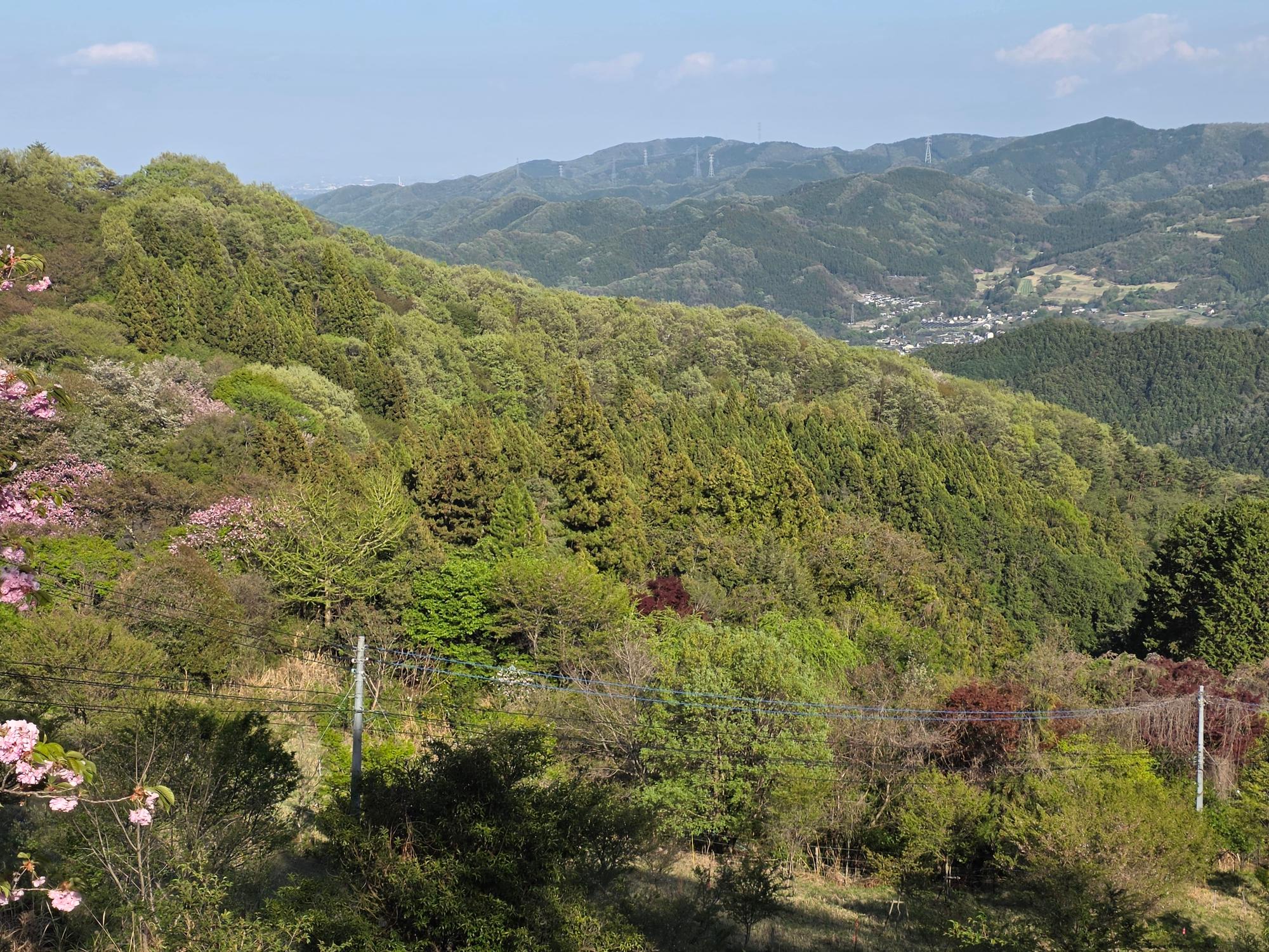 桜山公園のソメイヨシノ