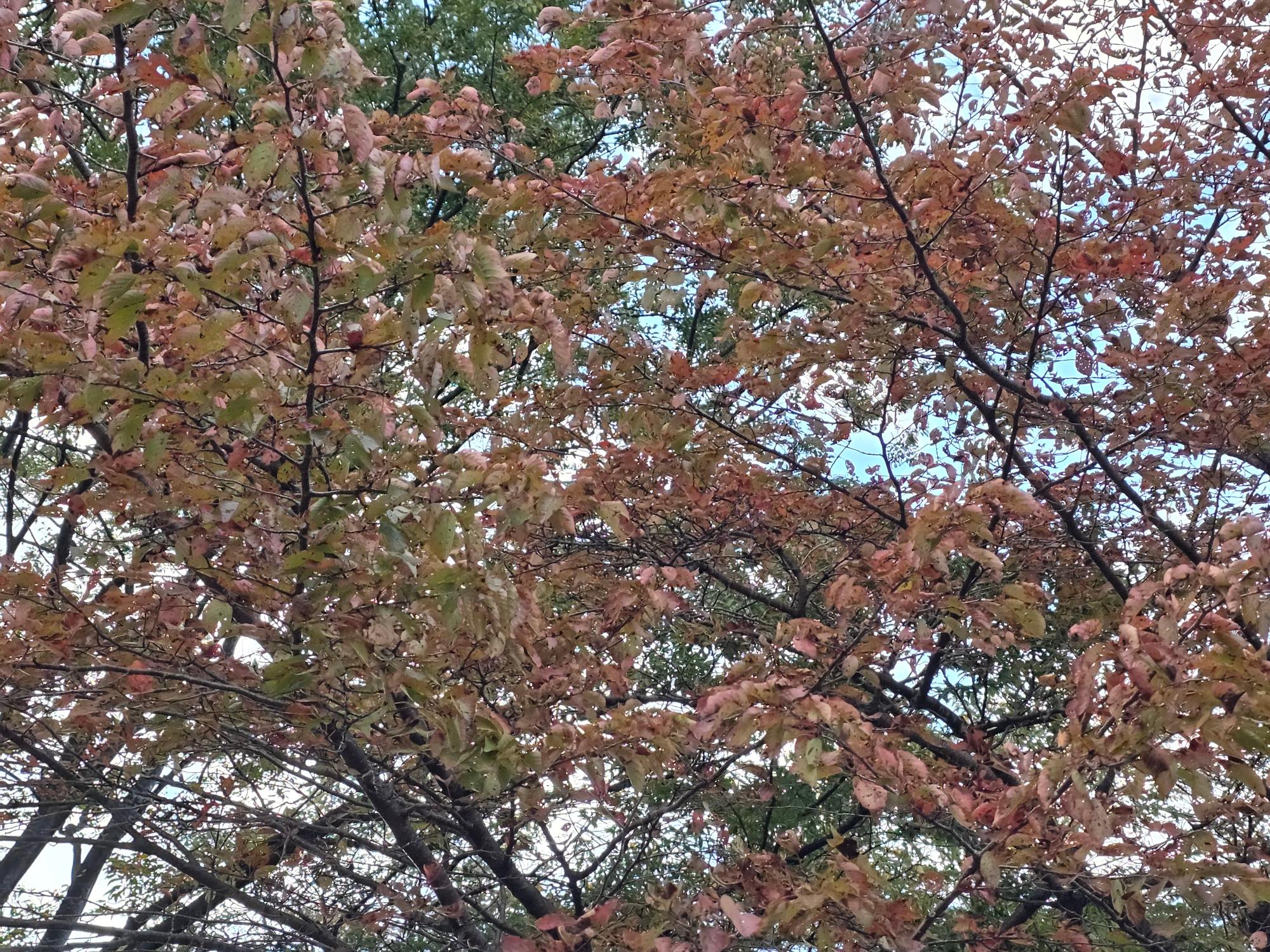 桜山公園の紅葉の写真