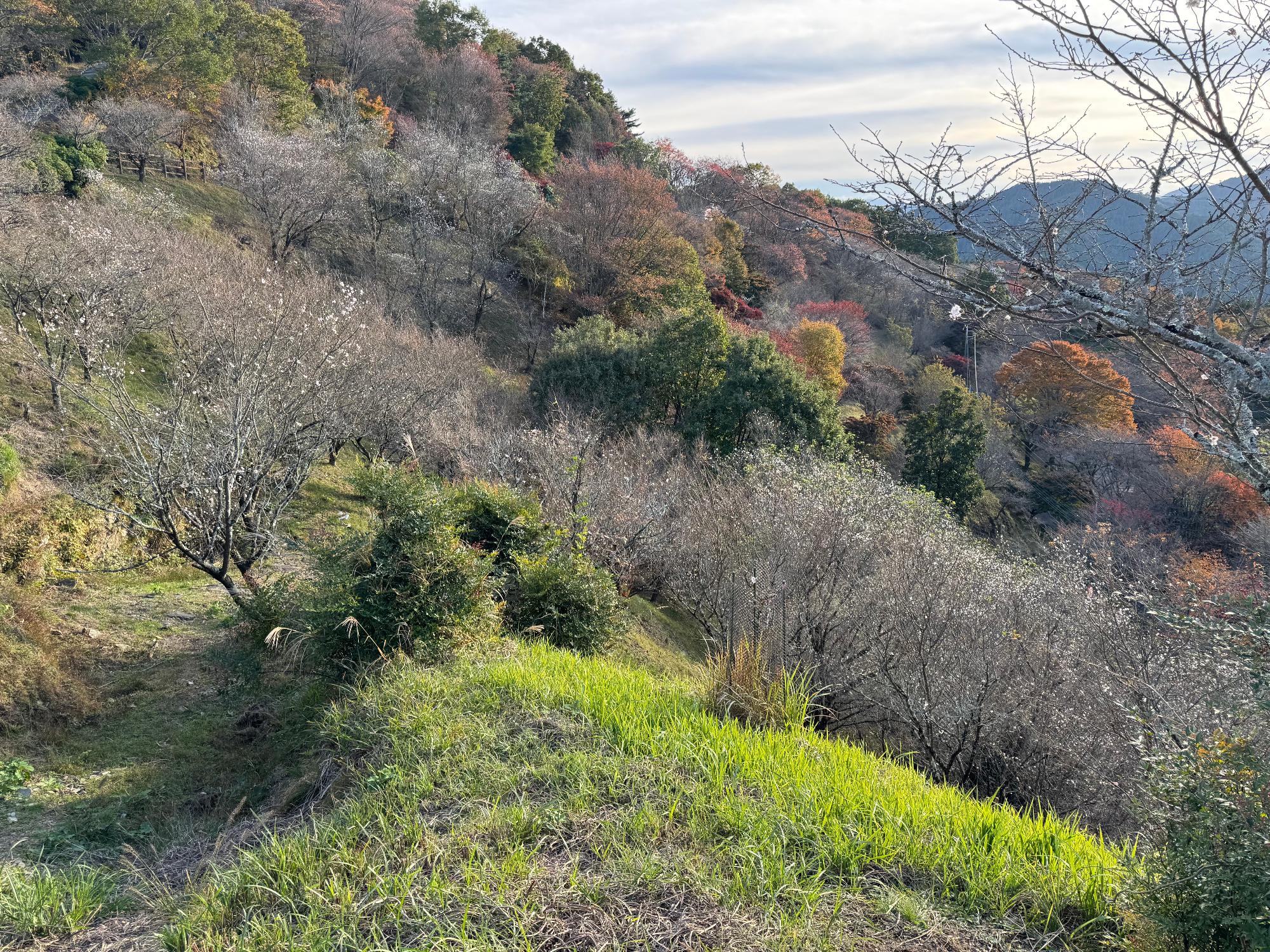 冬桜の画像