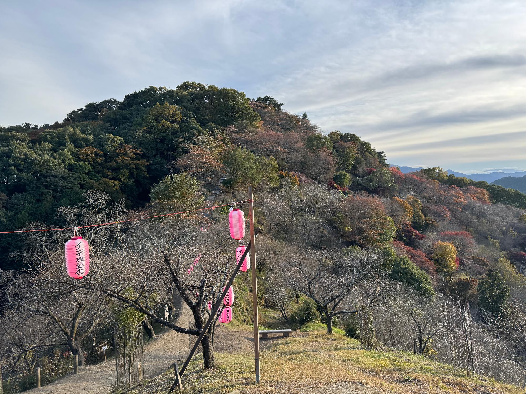 展望台付近の冬桜の画像