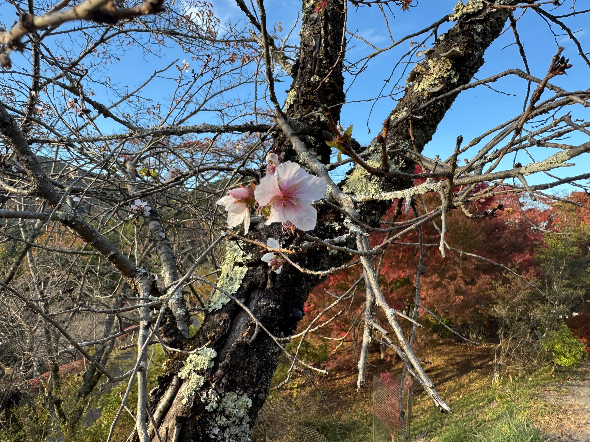 桜山公園の冬桜の様子