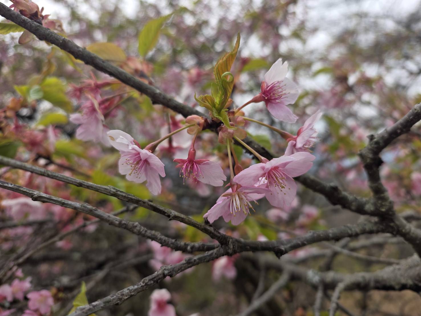 桜山公園の河津桜の写真