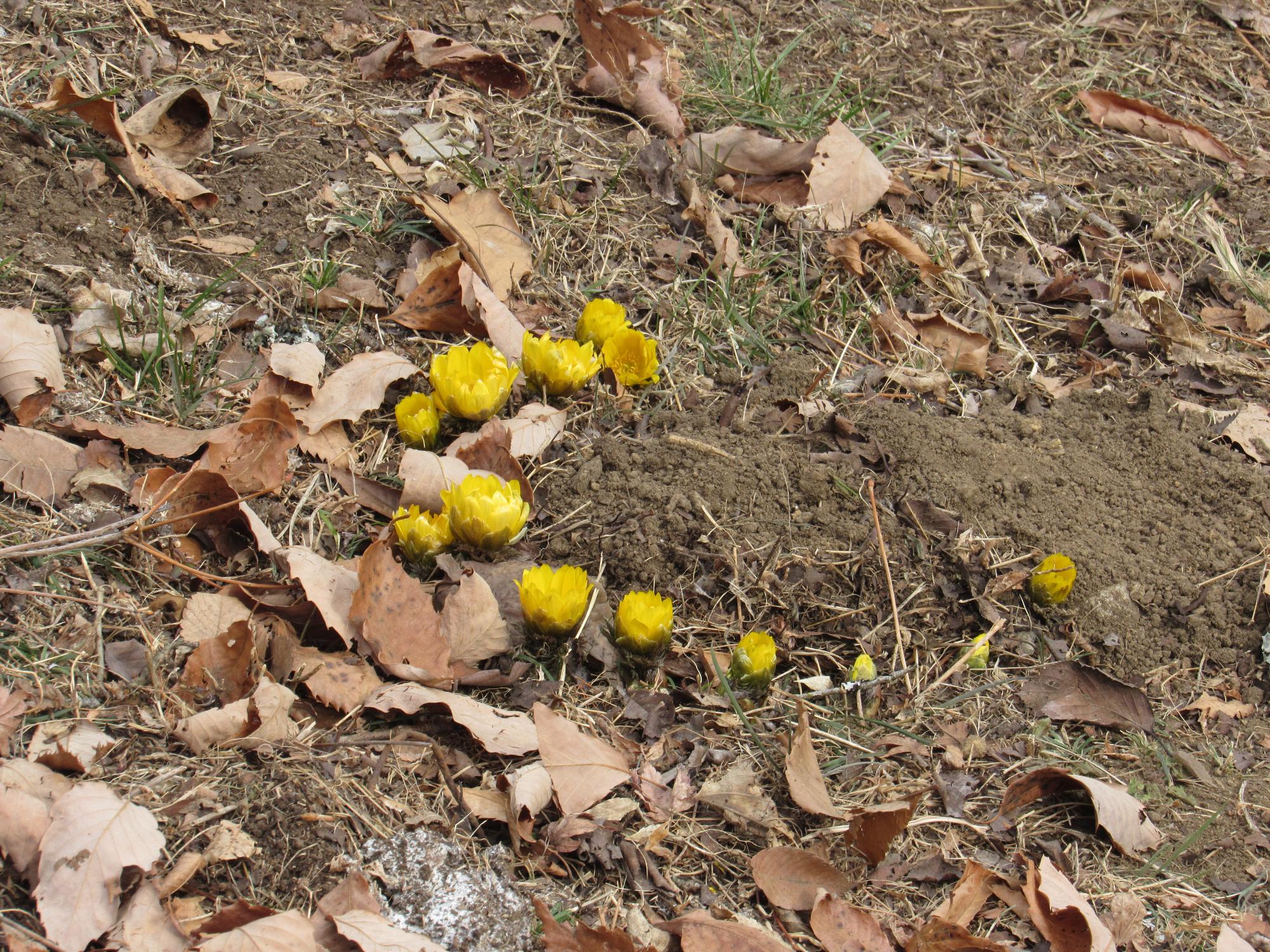 桜山公園の福寿草の写真