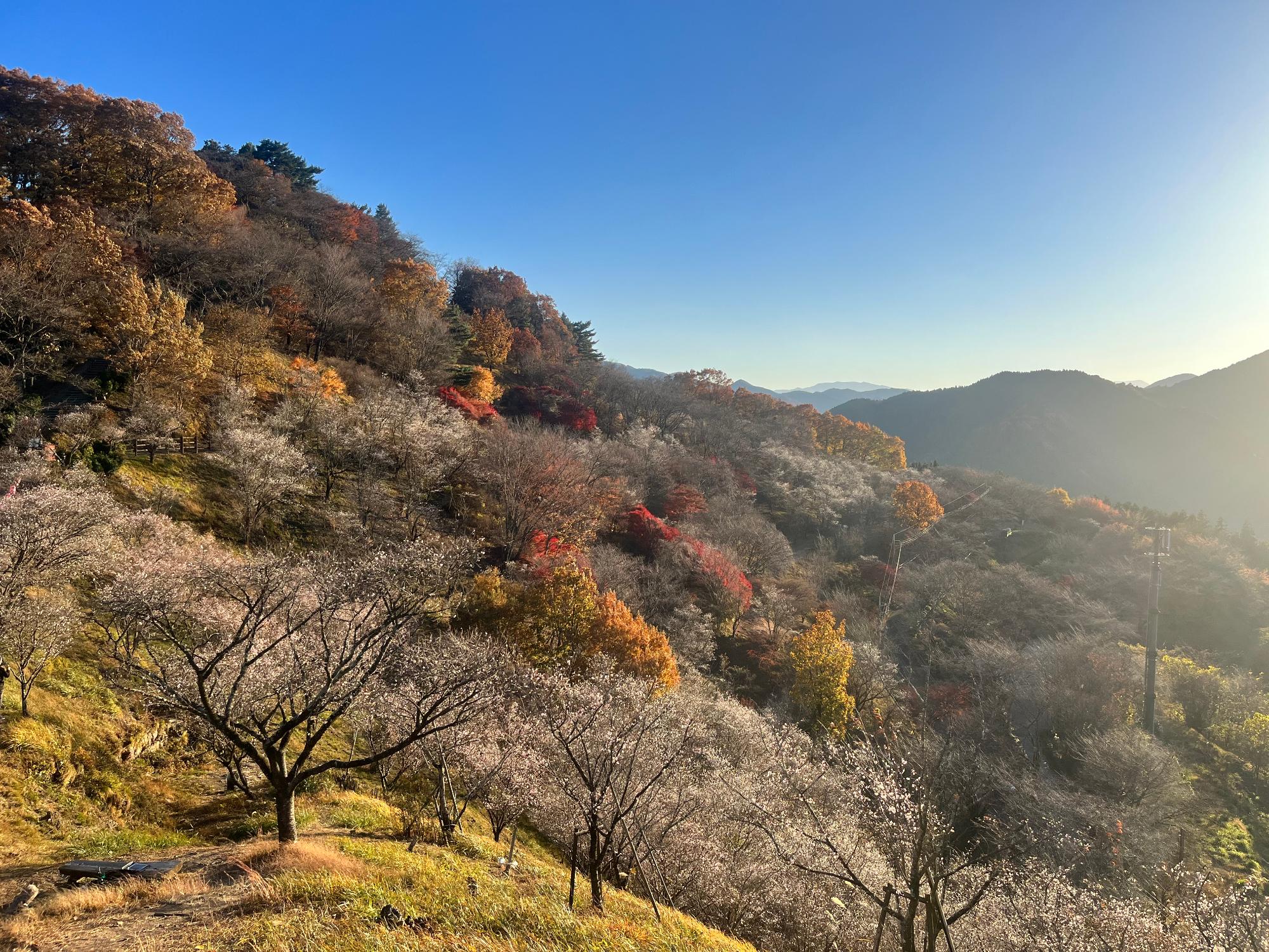 桜山公園の冬桜の写真