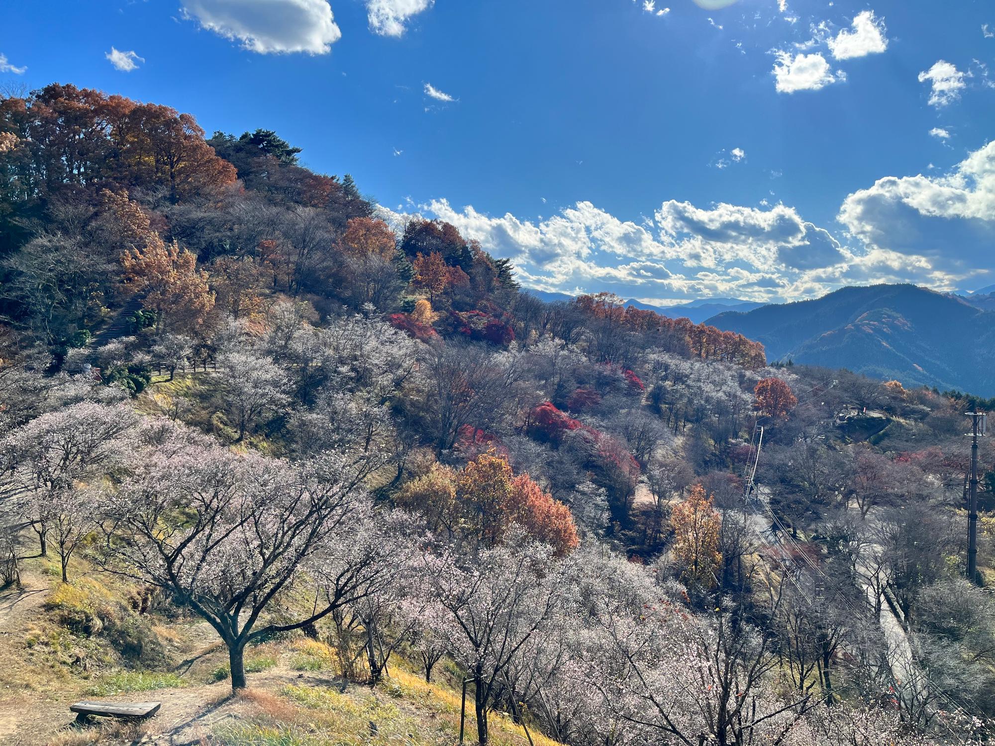 桜山公園の展望台からの眺め