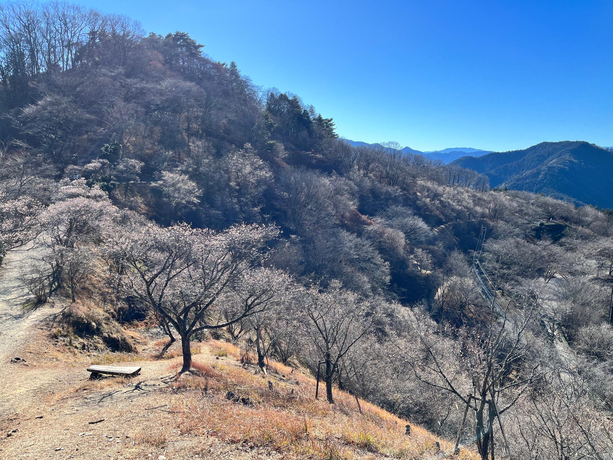 桜山公園の冬桜の様子
