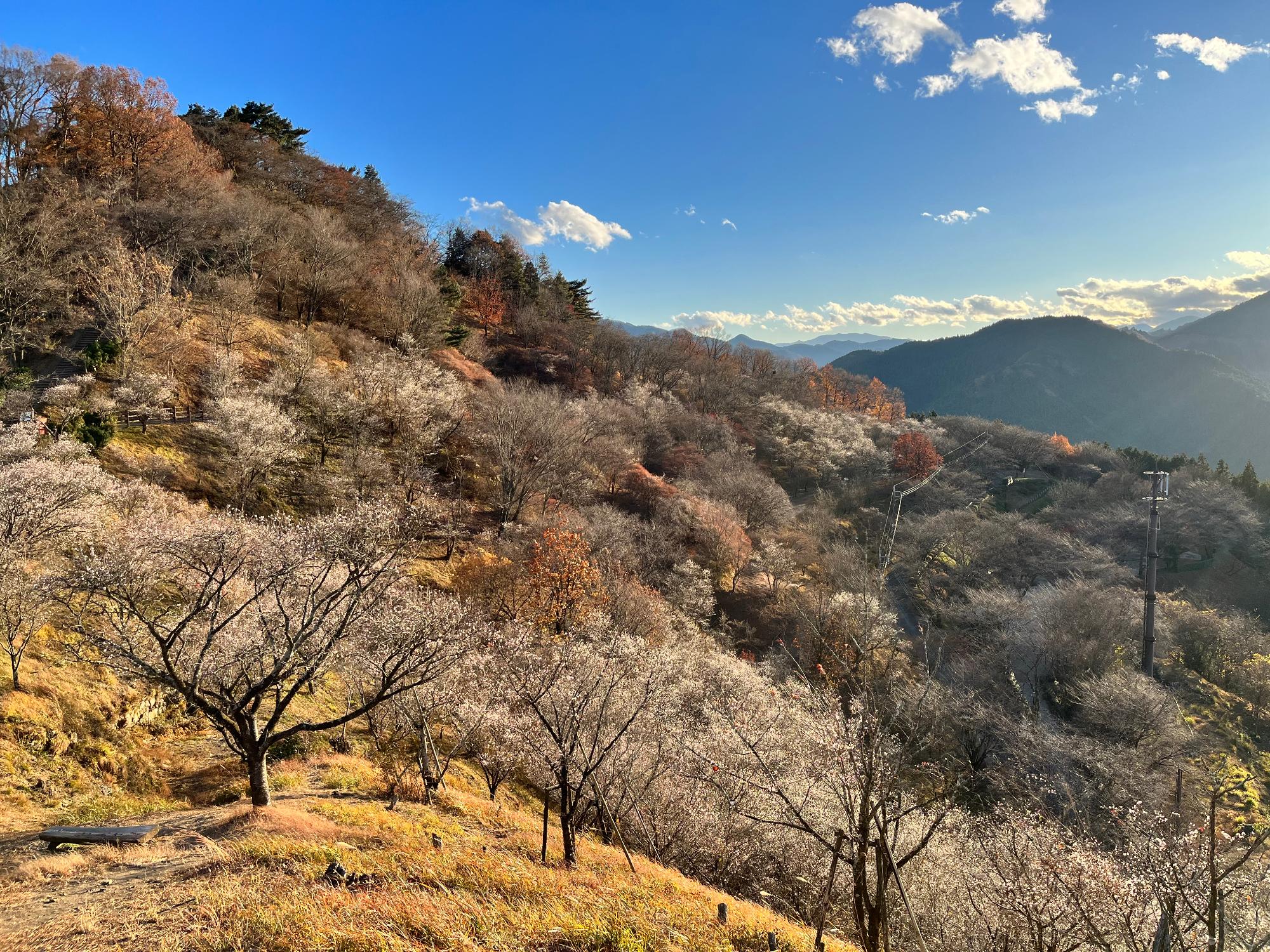 桜山公園の紅葉の写真