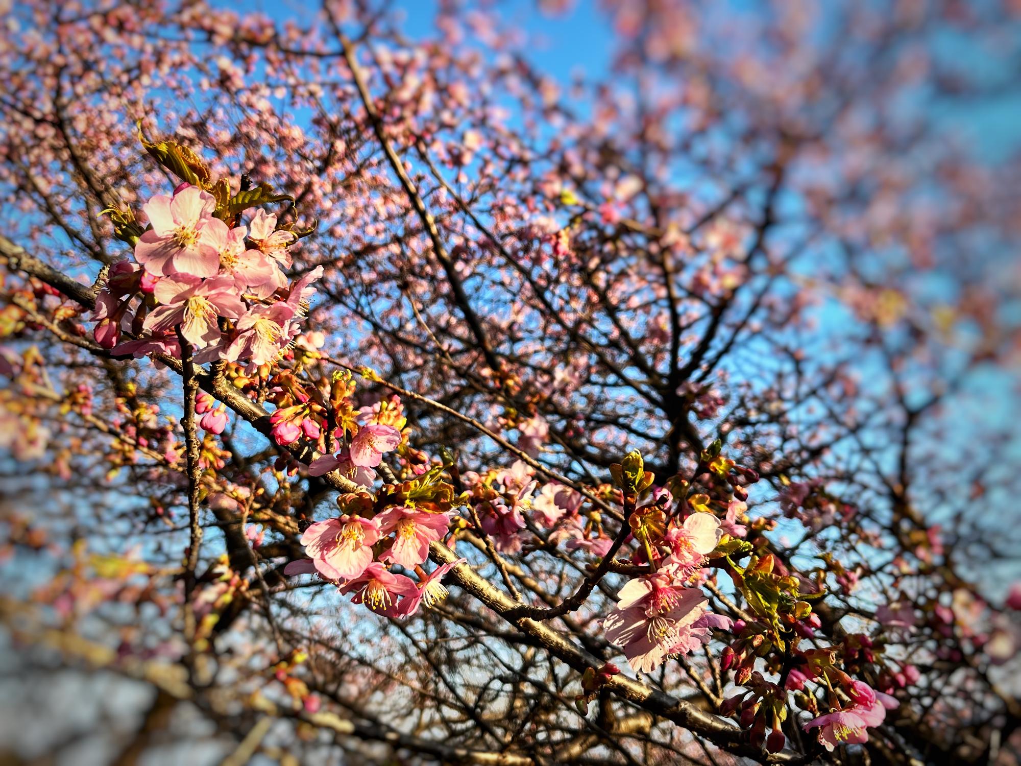 桜山公園の河津桜について