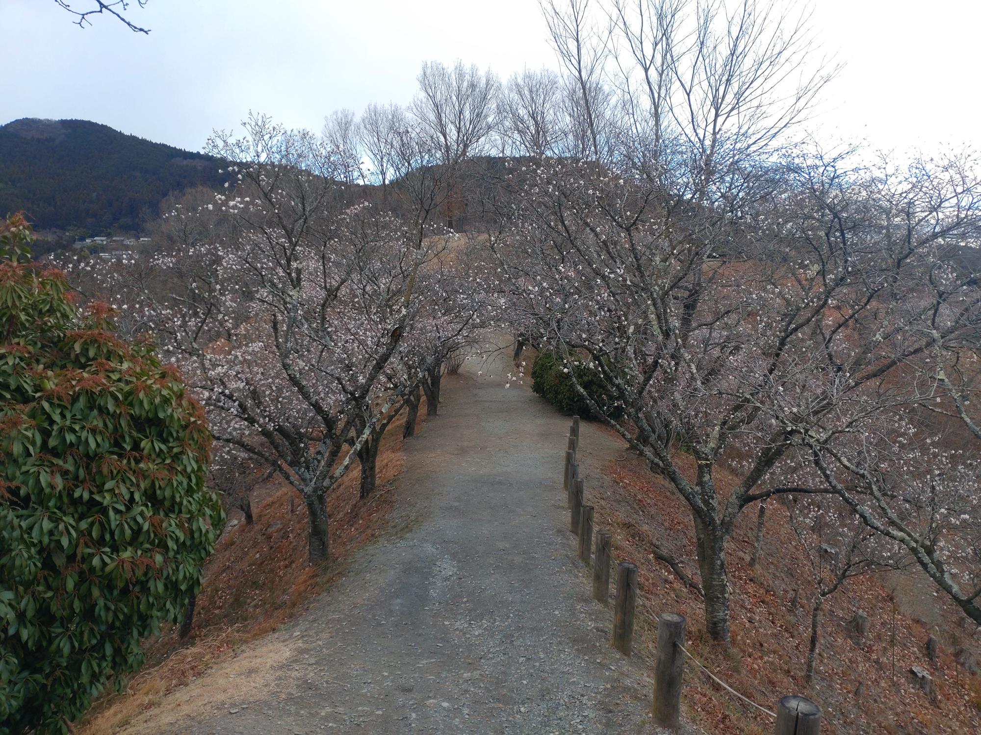 展望台付近の冬桜の画像