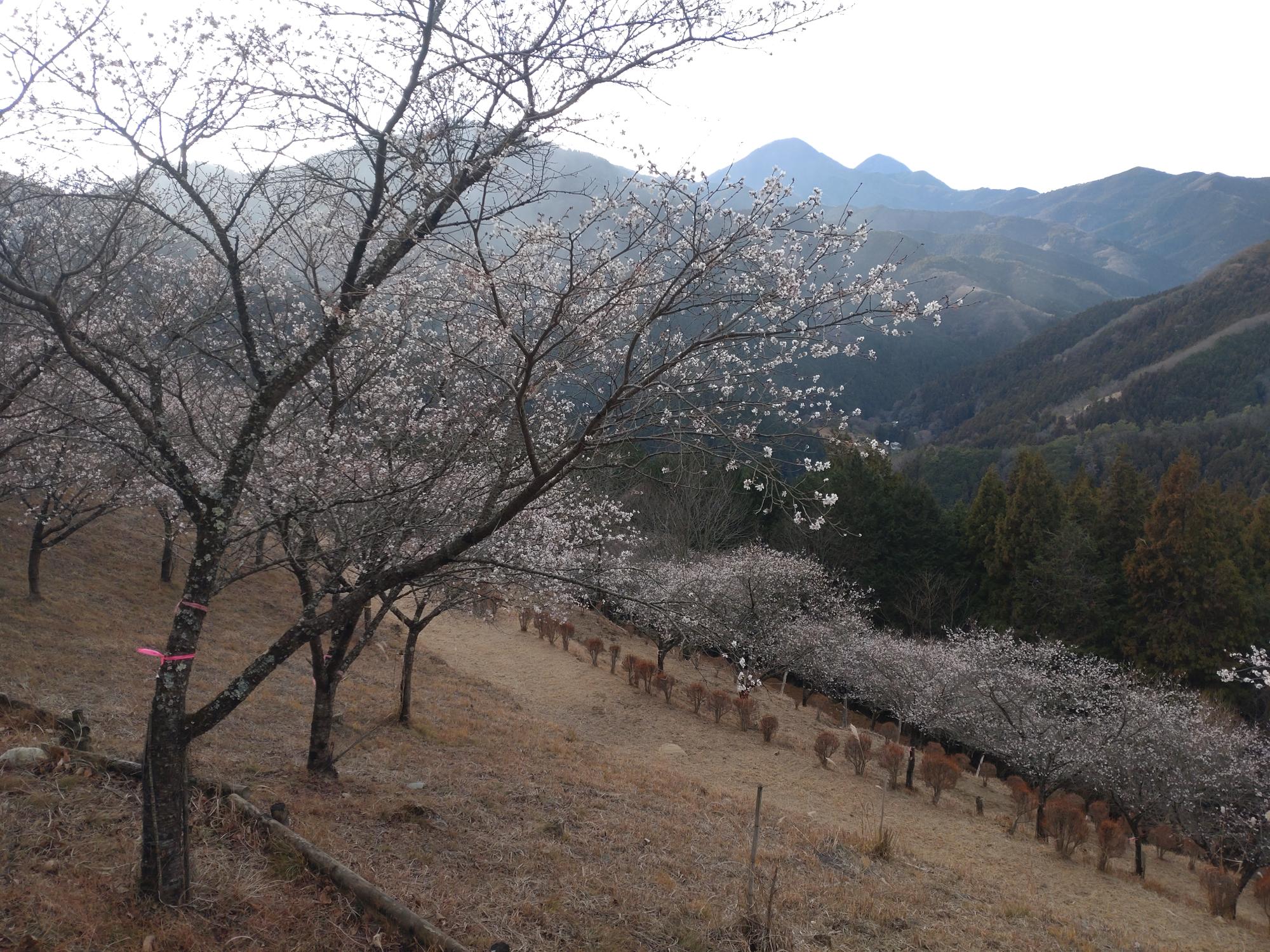 第3の広場の冬桜の様子