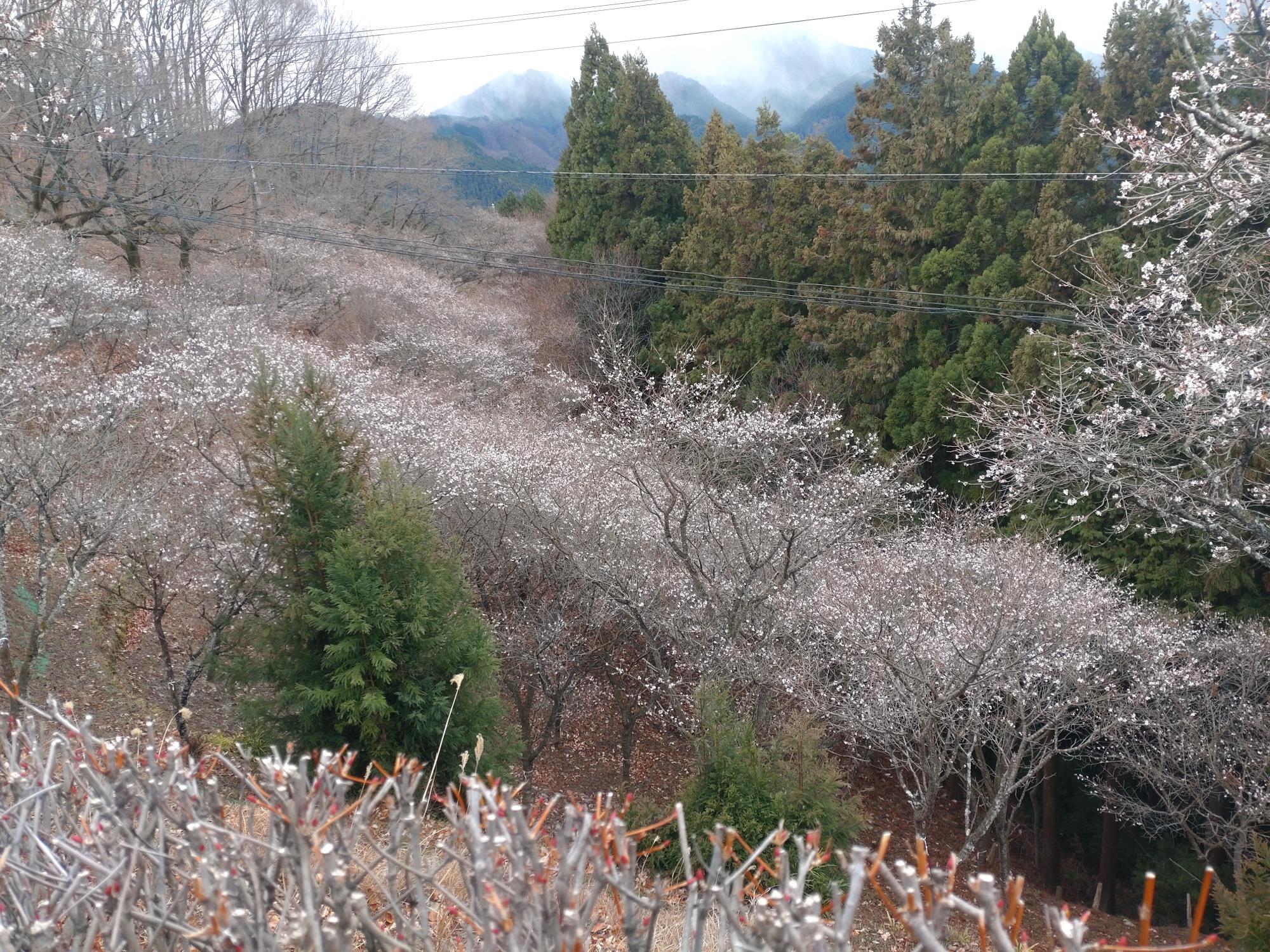 桜山公園の冬桜の様子