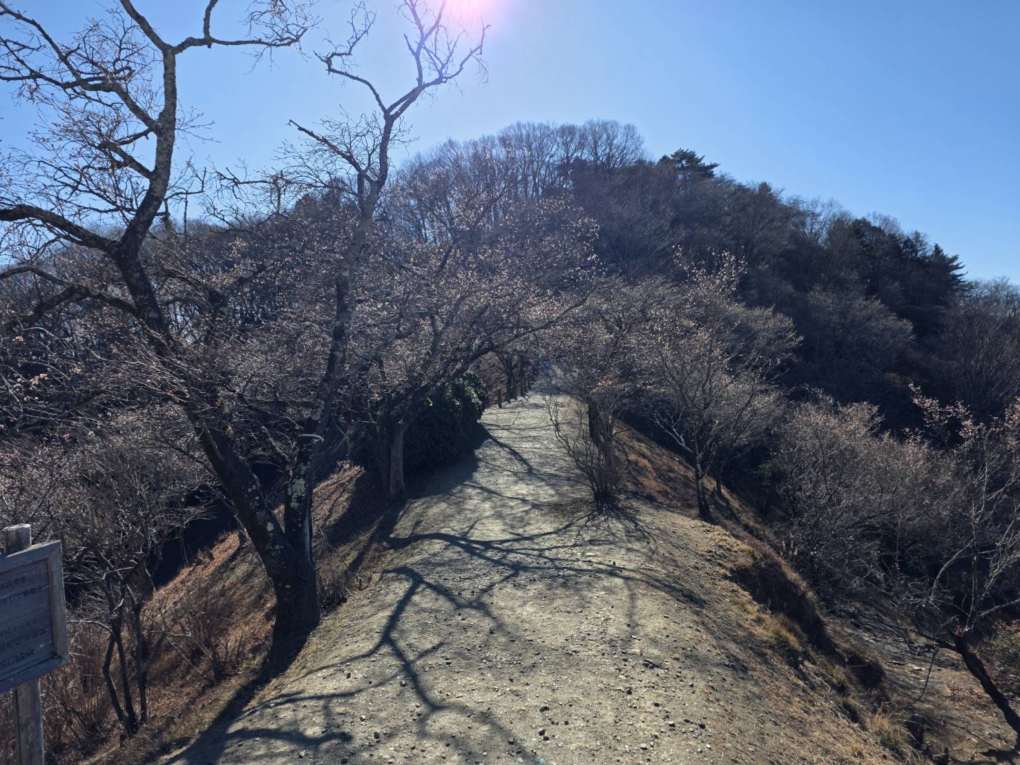 展望台付近の冬桜の画像