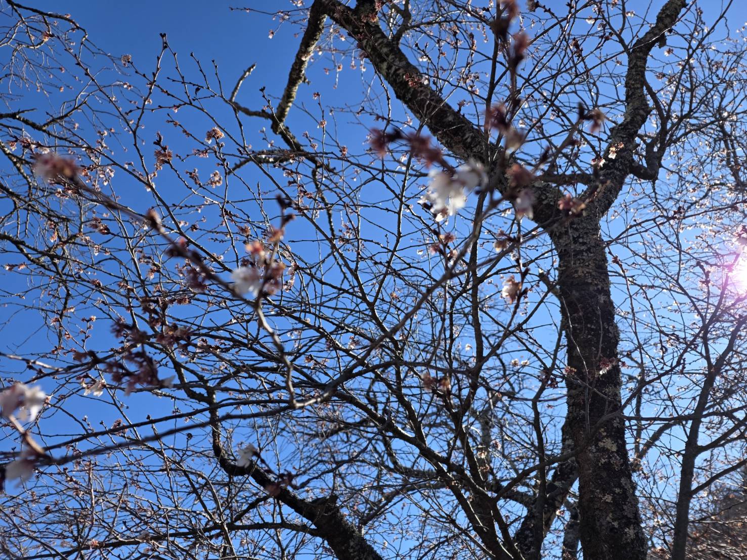 桜山公園の冬桜の様子