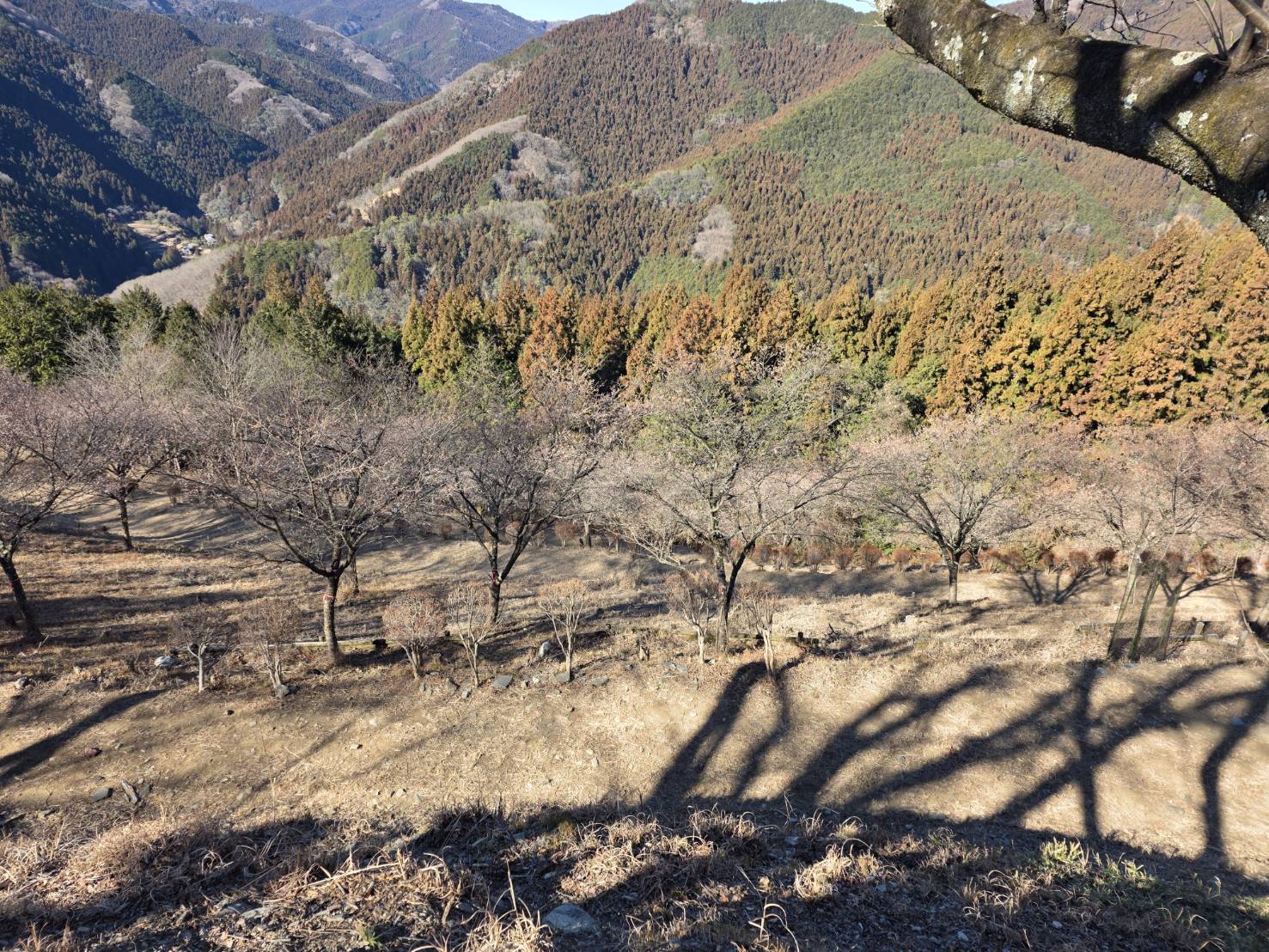 第3の広場の冬桜の様子