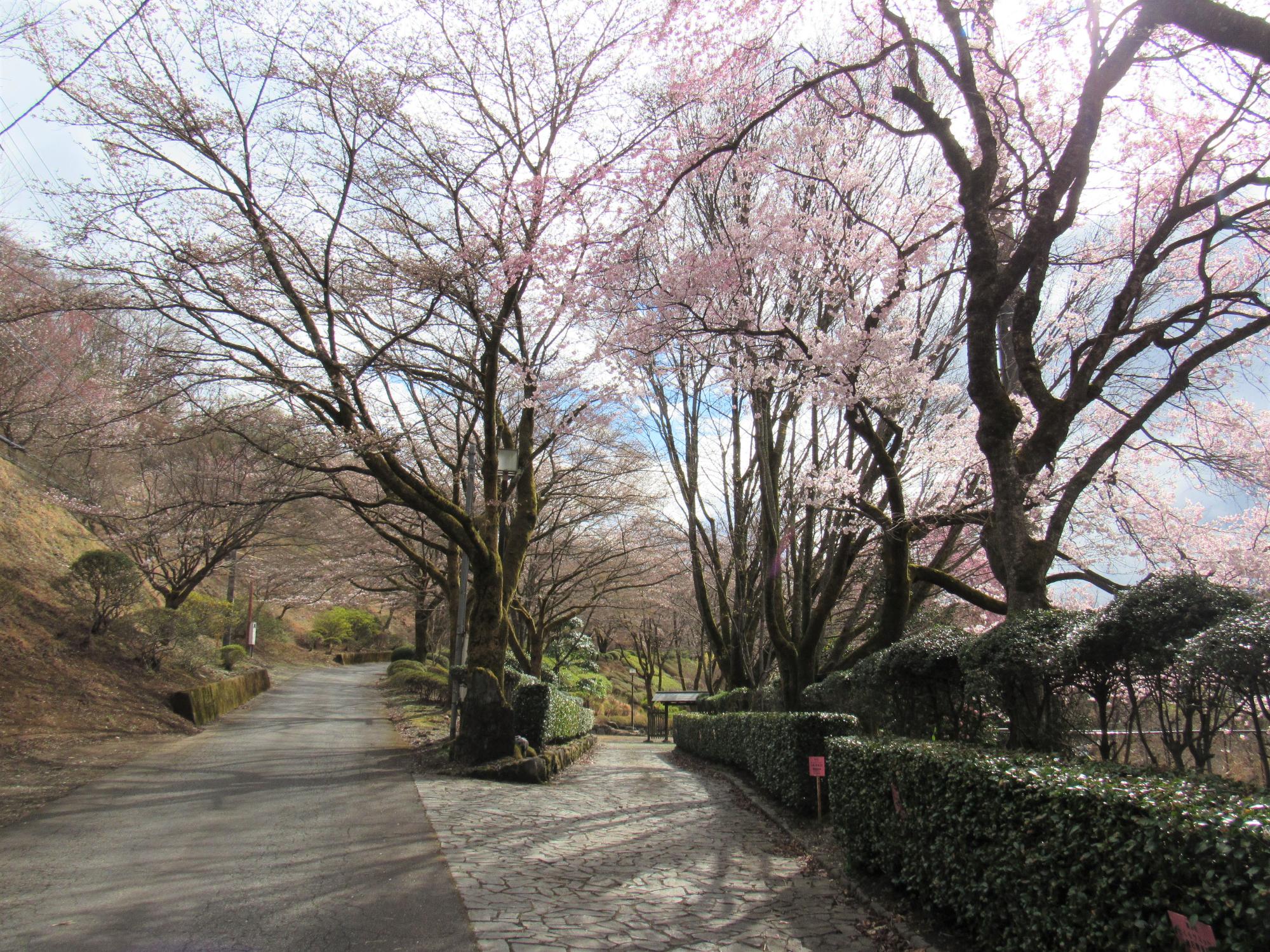 桜山公園の第2の広場の写真