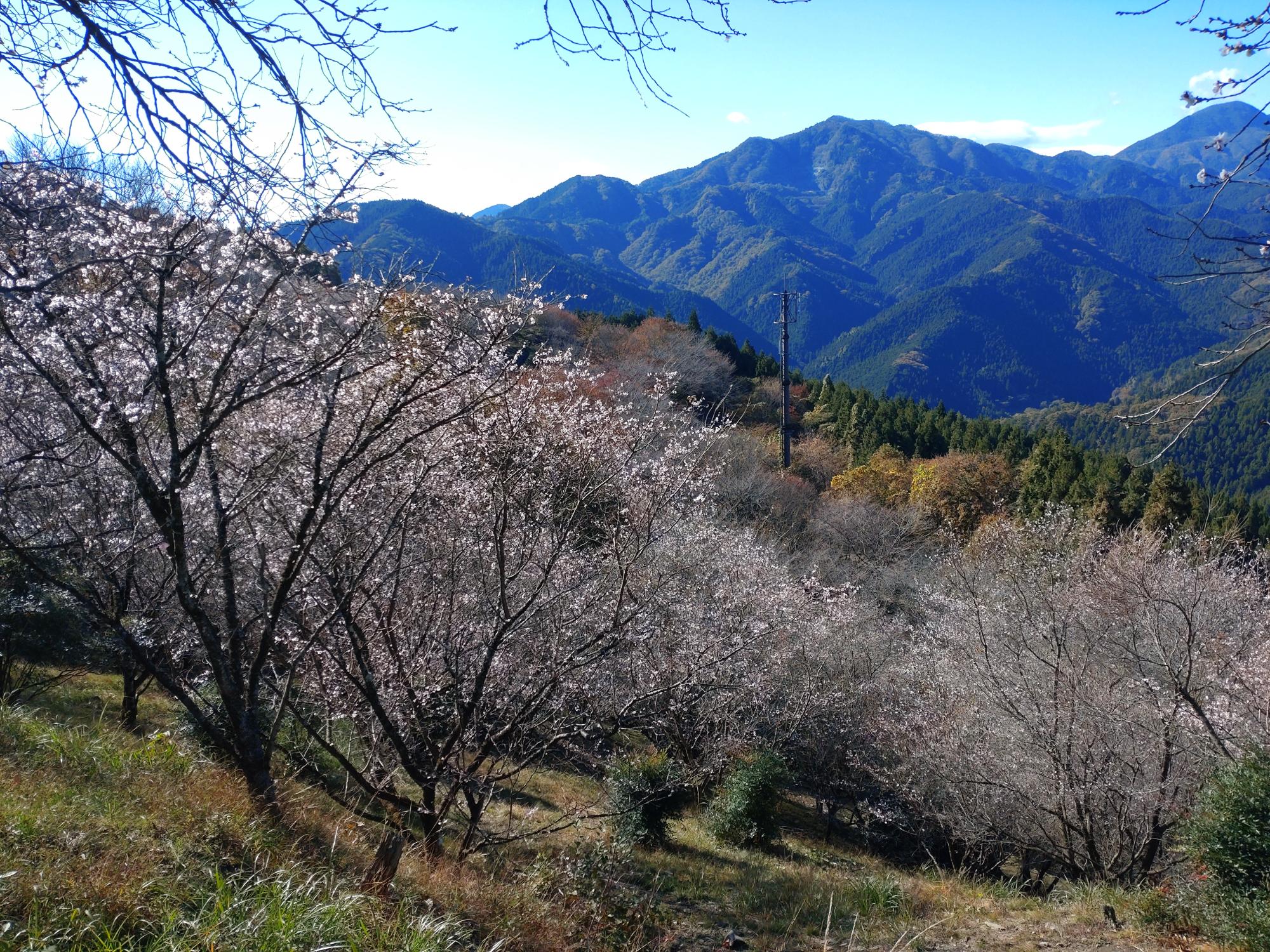 桜山公園冬桜の写真