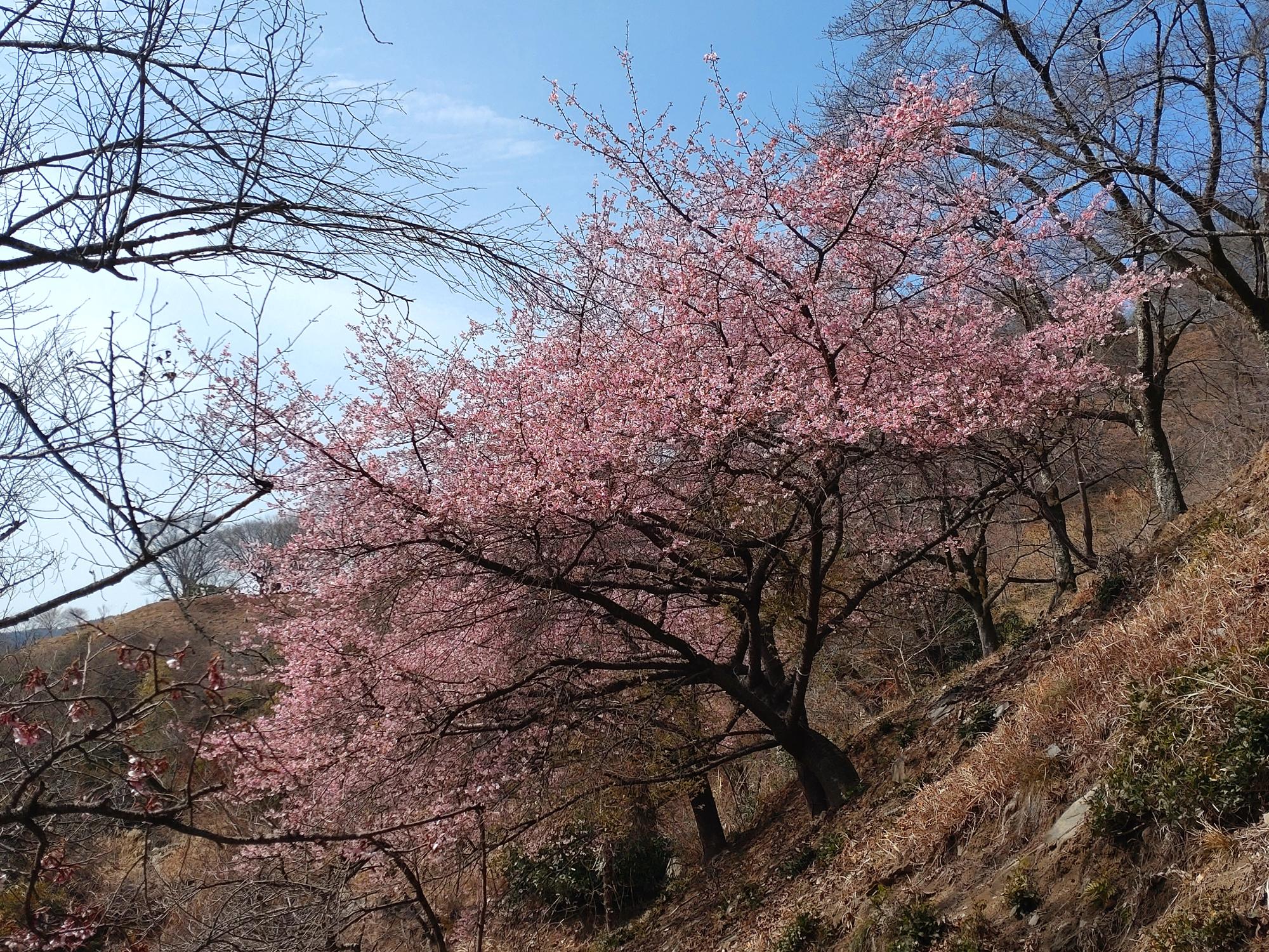 桜山公園の河津桜