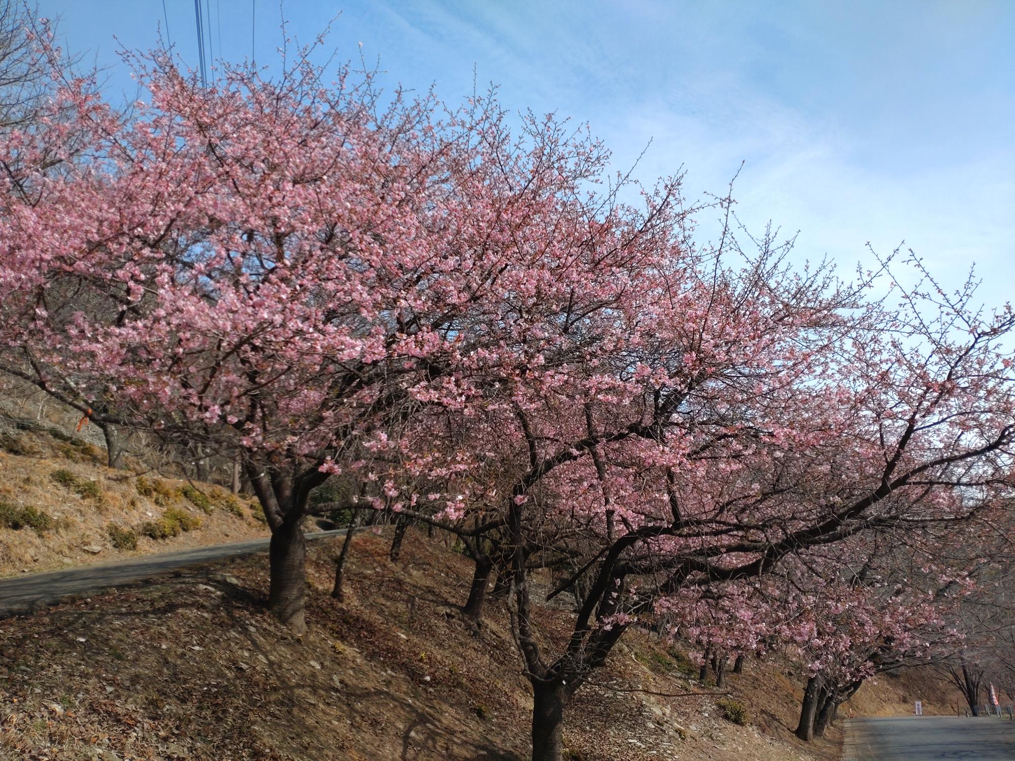 桜山公園の河津桜の写真