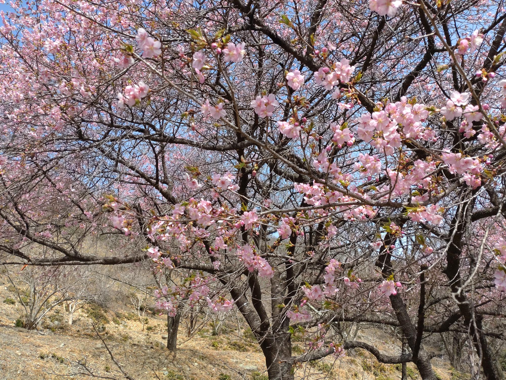 桜山公園の河津桜の写真