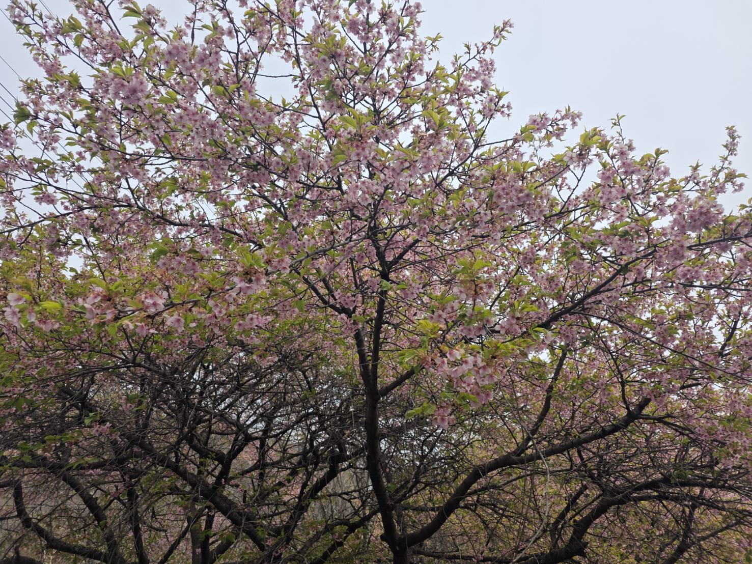 桜山公園の河津桜