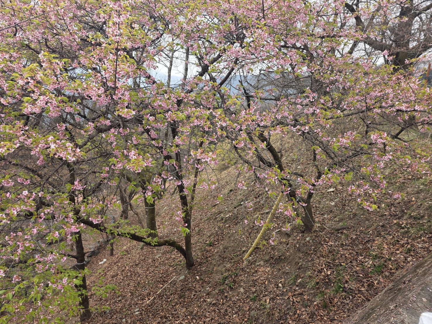 桜山公園の河津桜の写真