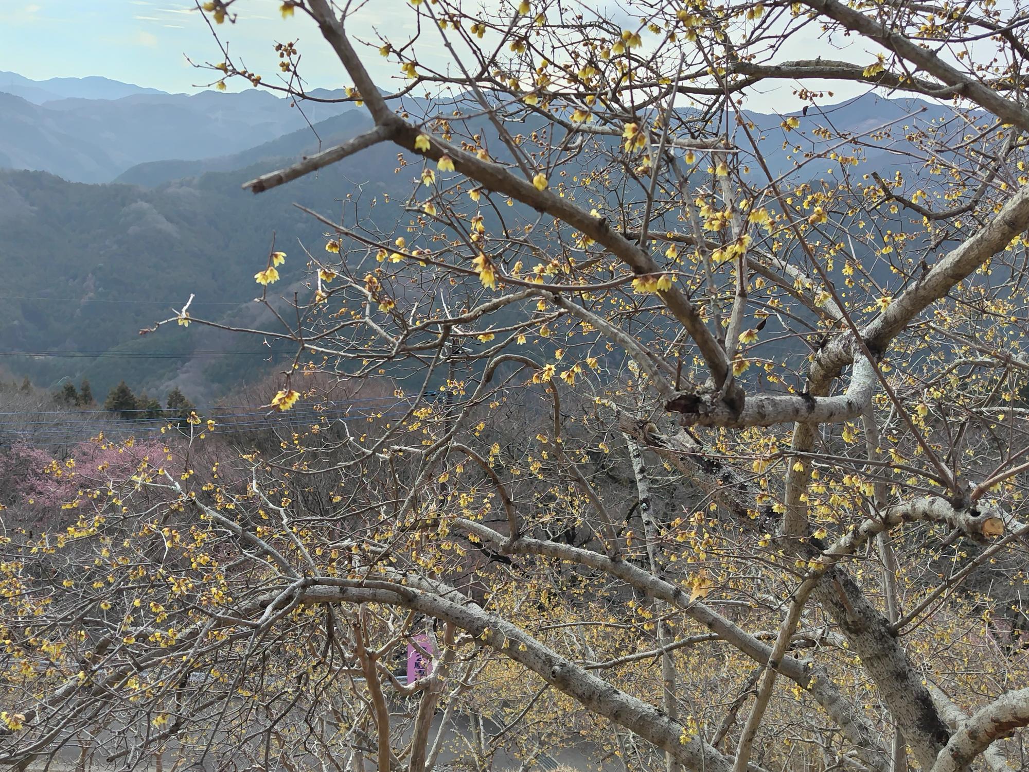 桜山公園ロウバイの写真