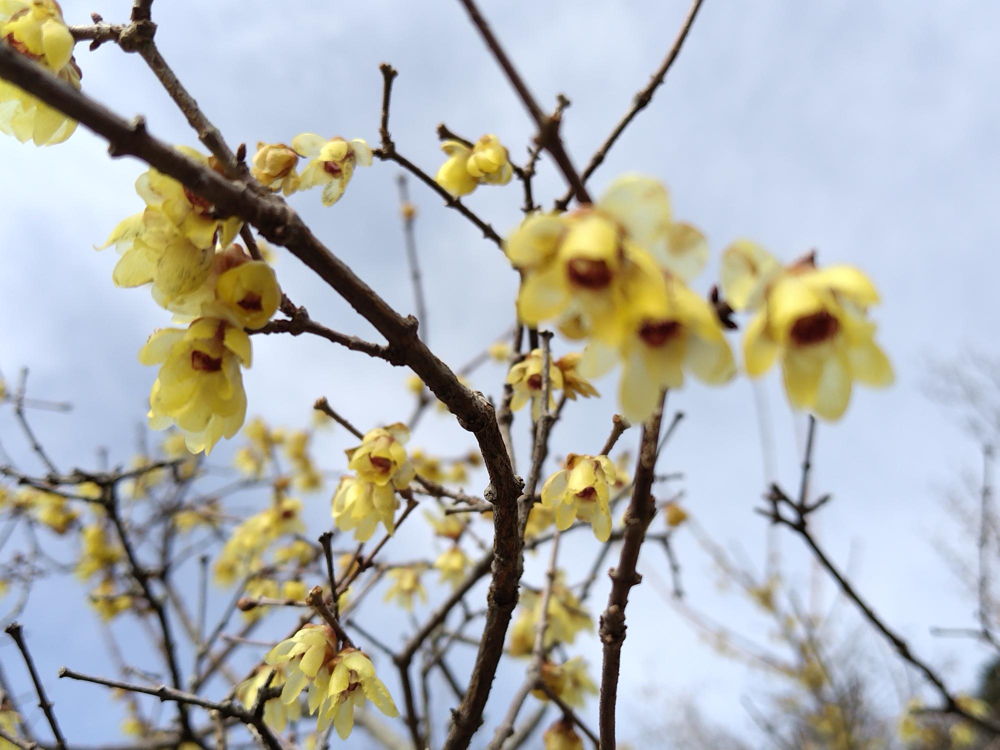 桜山公園ロウバイの写真