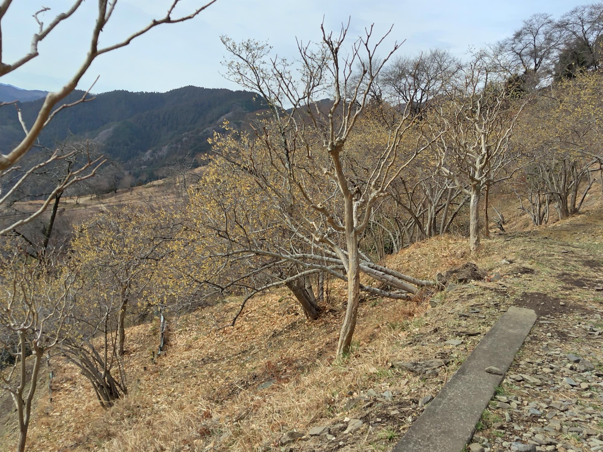 桜山公園ロウバイの写真