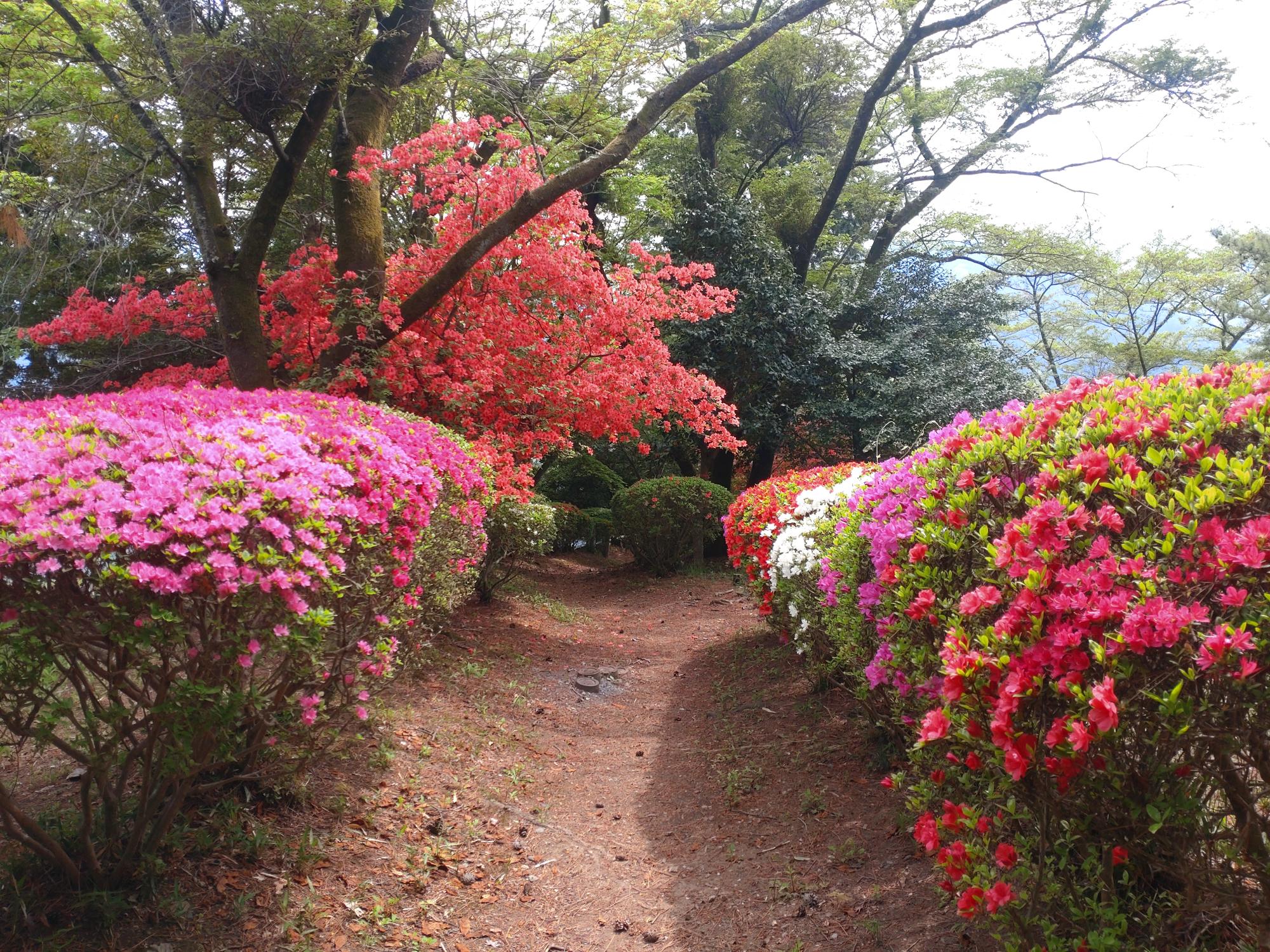桜山公園のツツジ