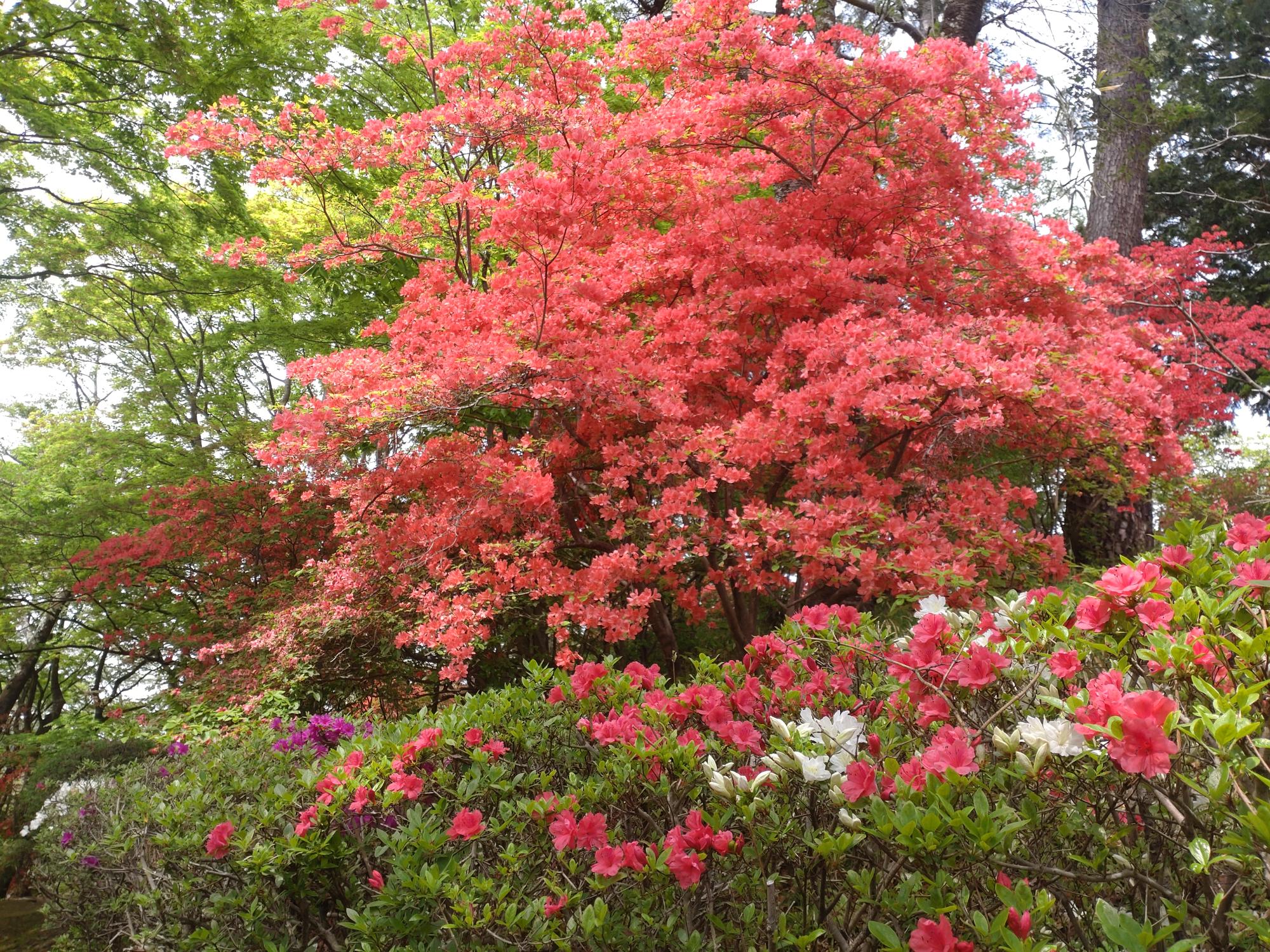 桜山公園のツツジ